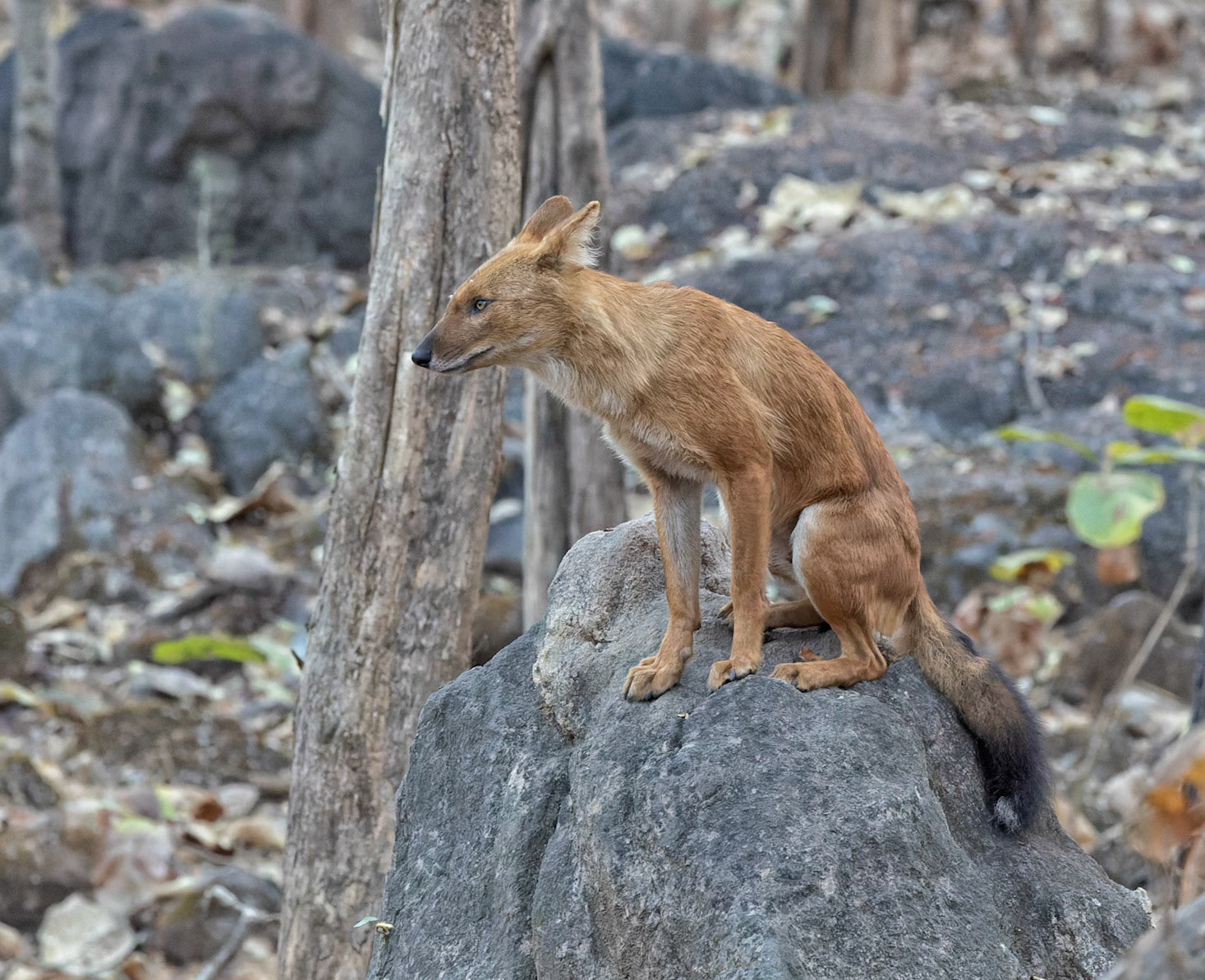 Dhole - wild dog