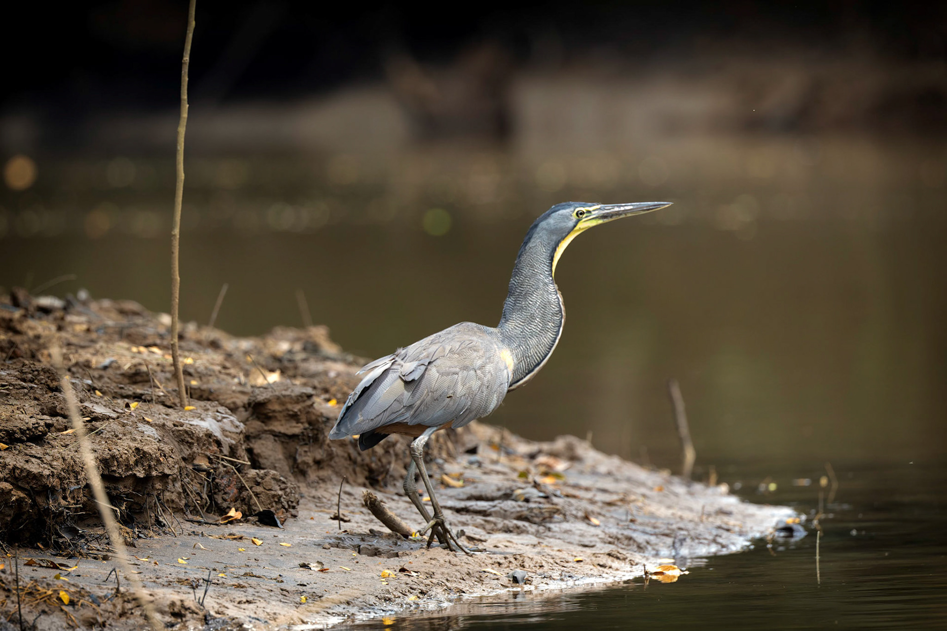 Bare Throated Tiger Heron
