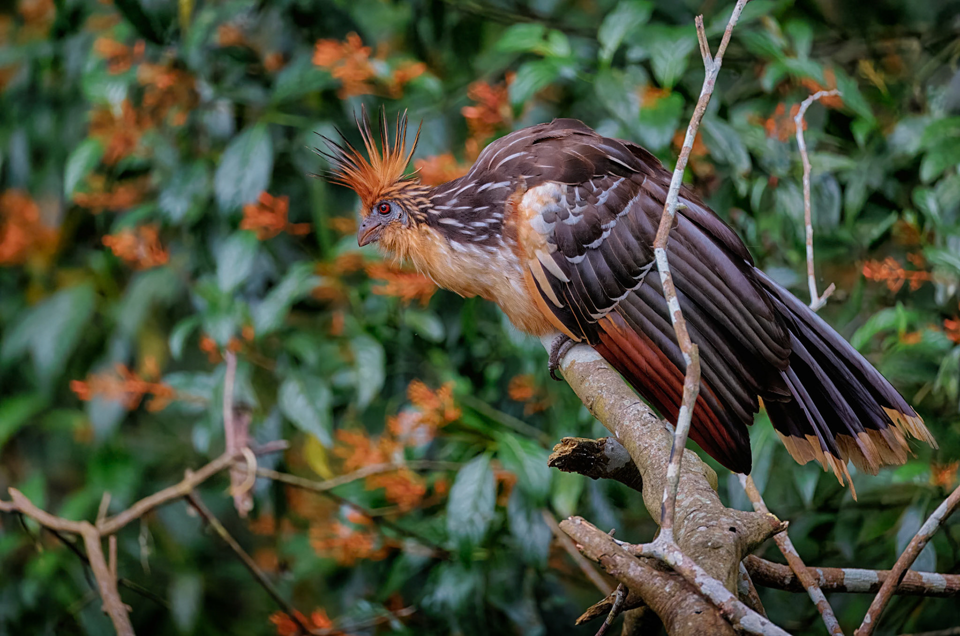 Hoatzin