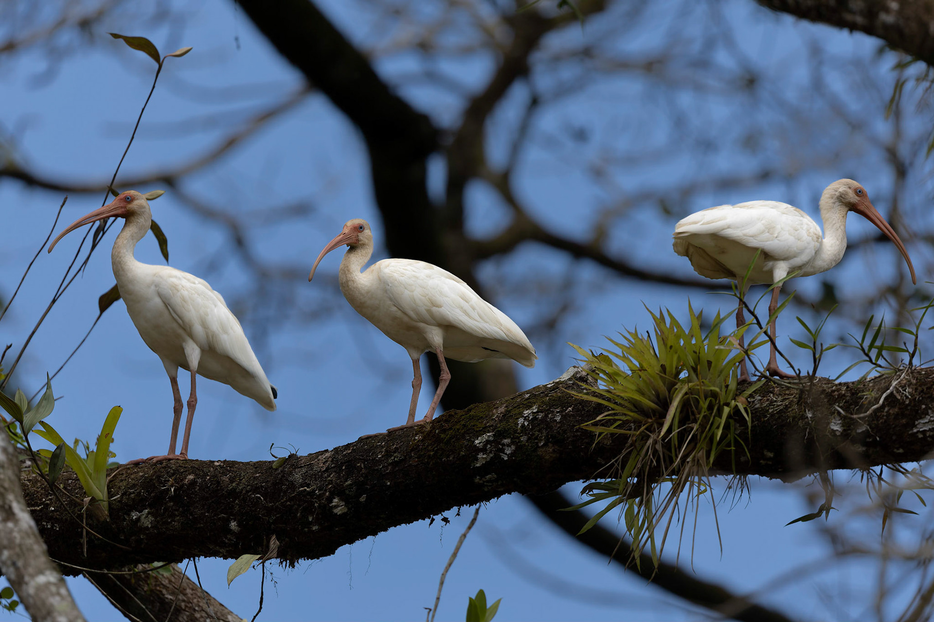 White Ibis 