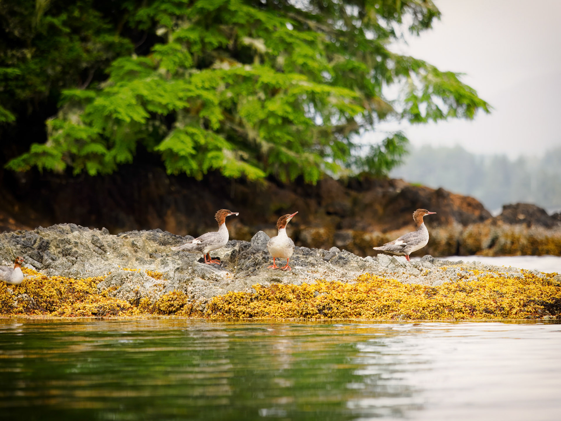 Mergansers
