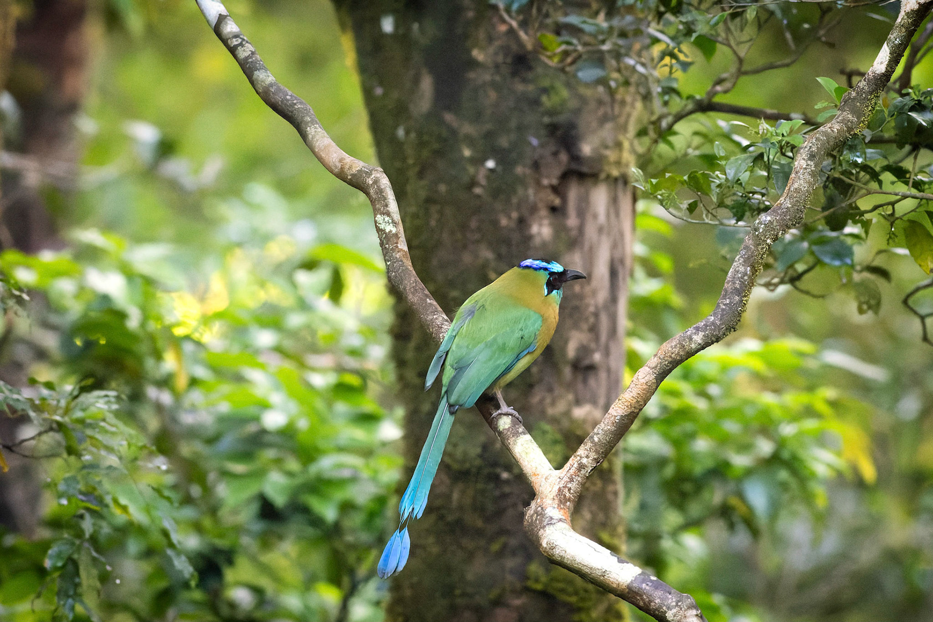 Blue-crowned Motmot