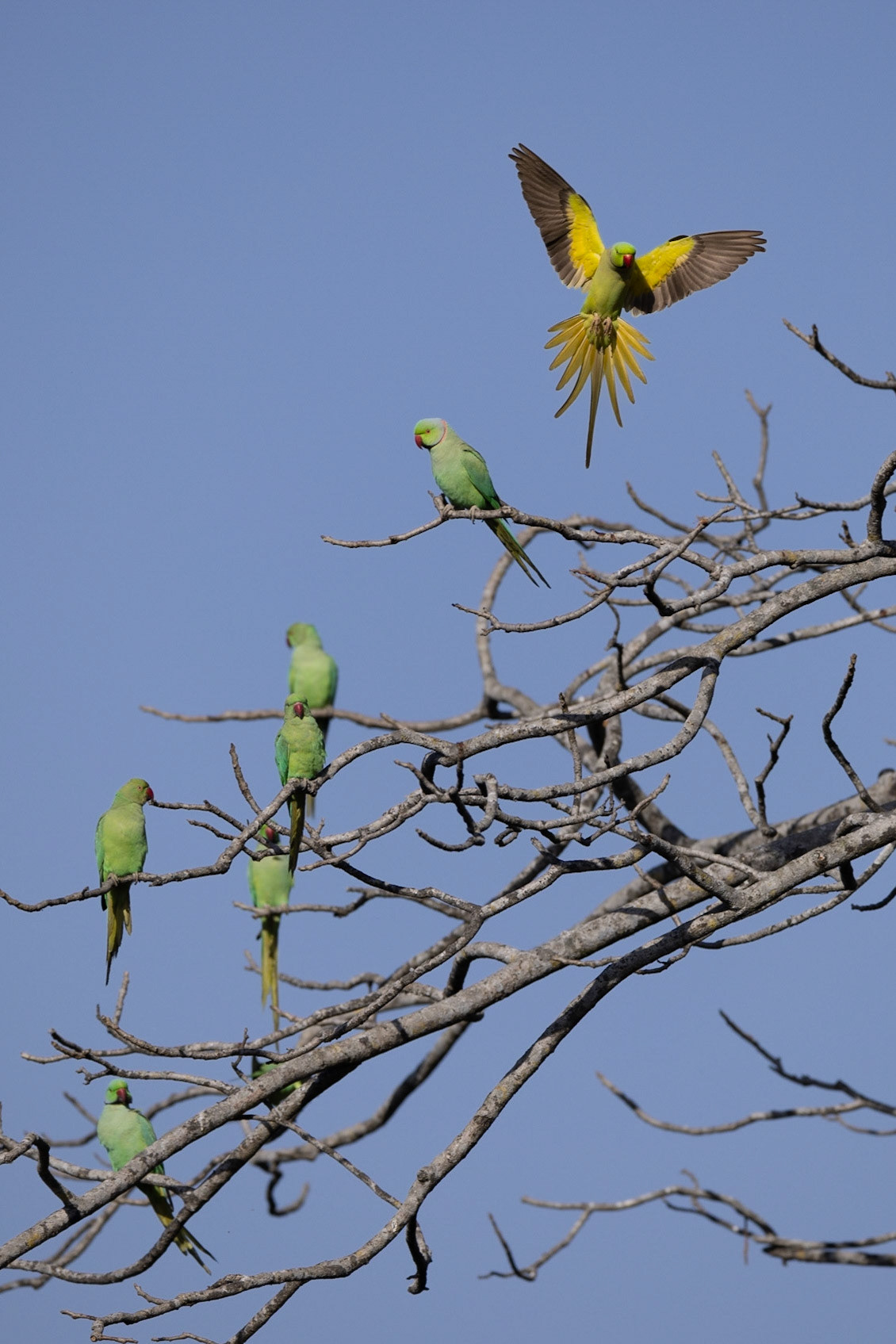Rose ringed parakeet