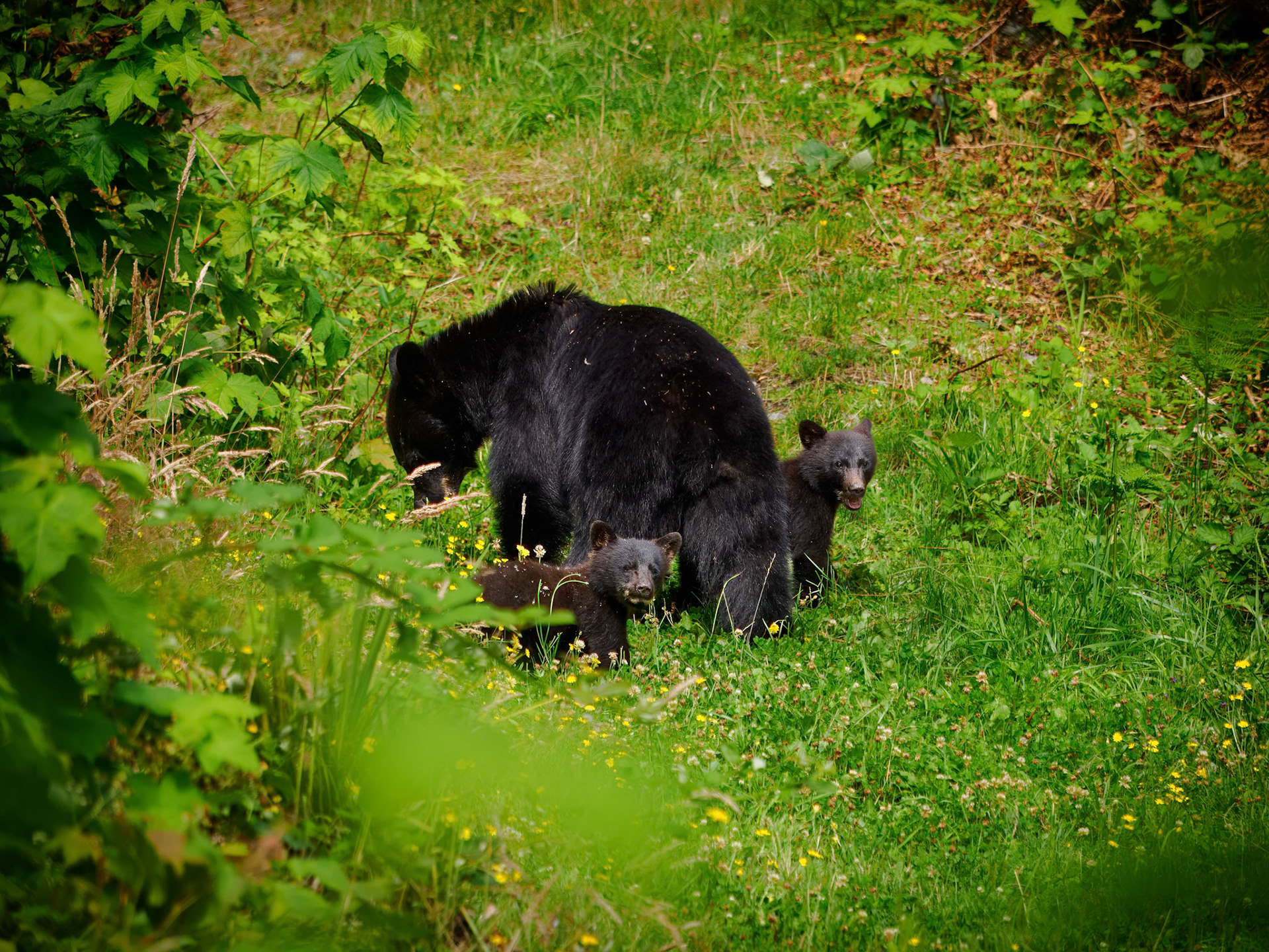 Black bear and cubs