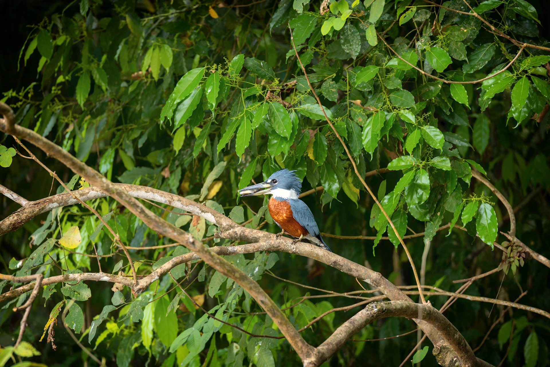 Ringed Kingfisher