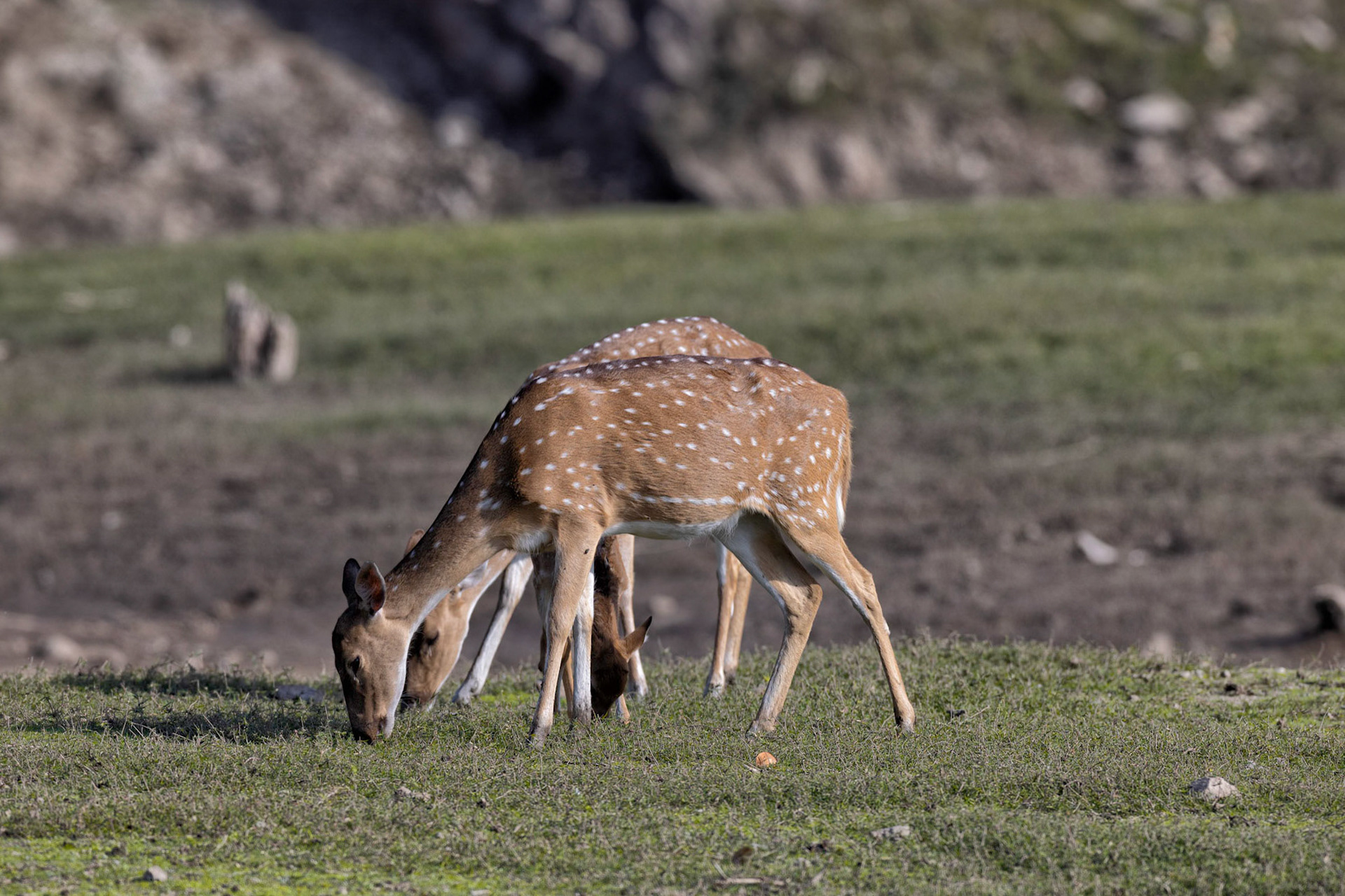 Spotted deer
