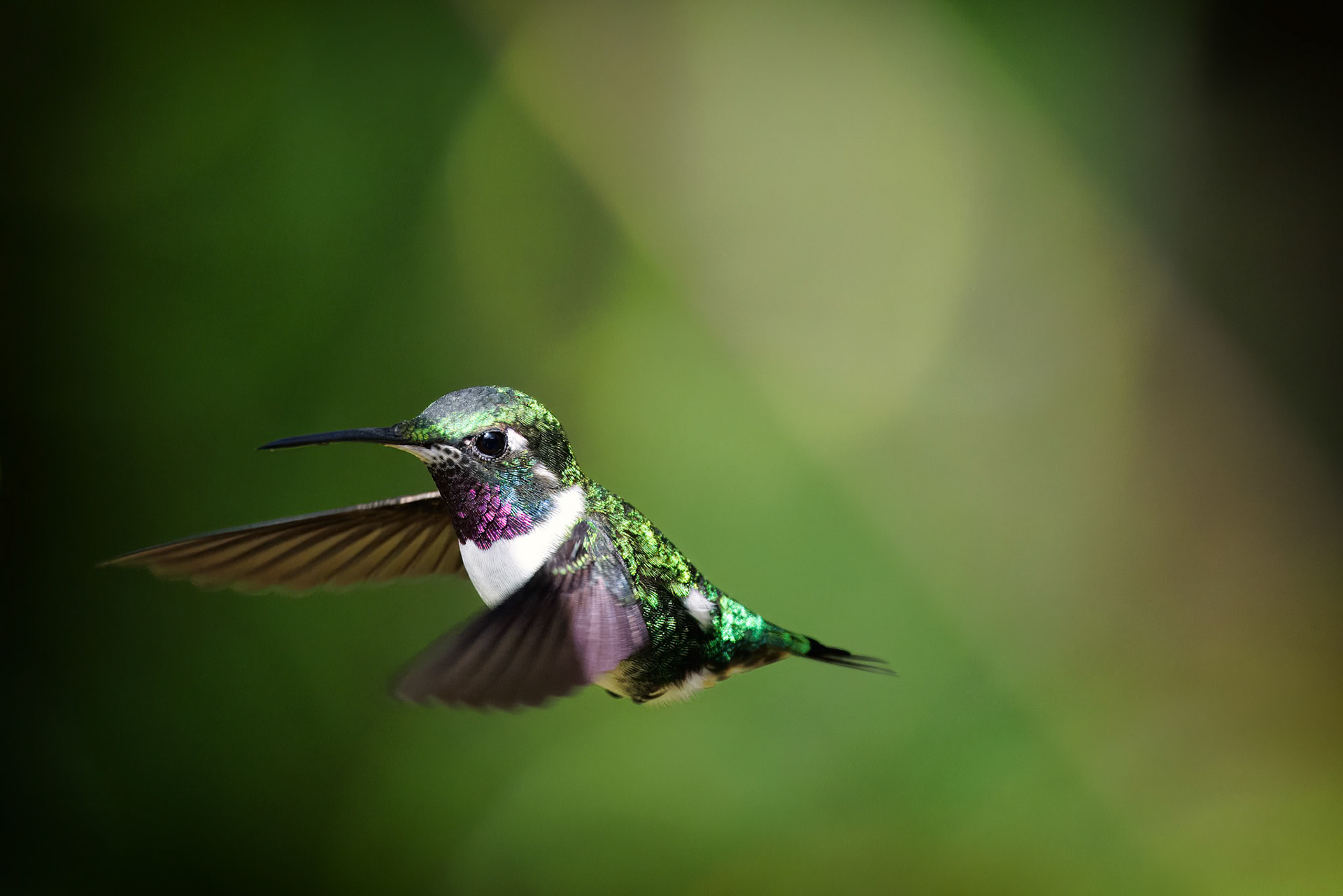 White-bellied Woodstar
