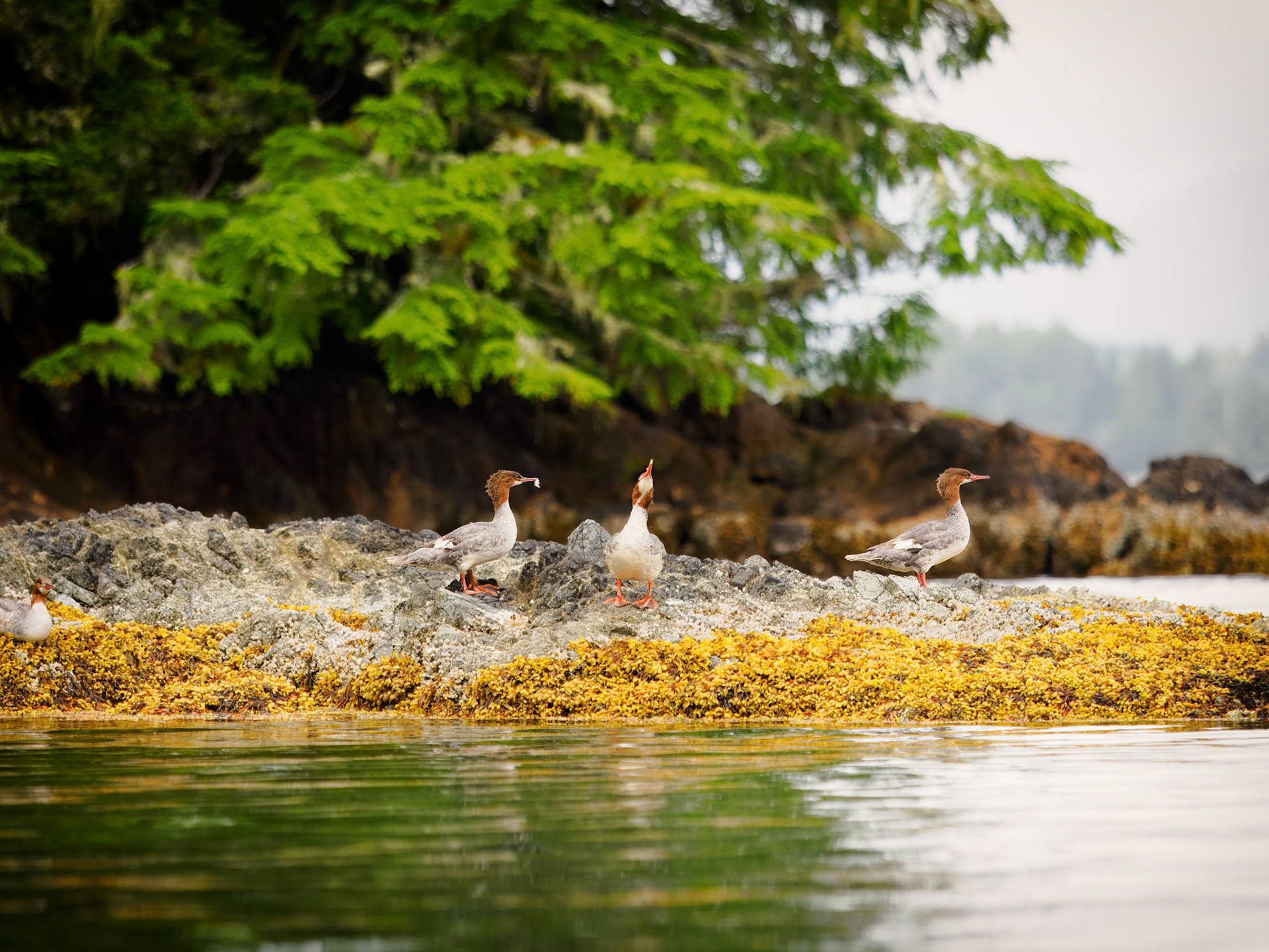Mergansers
