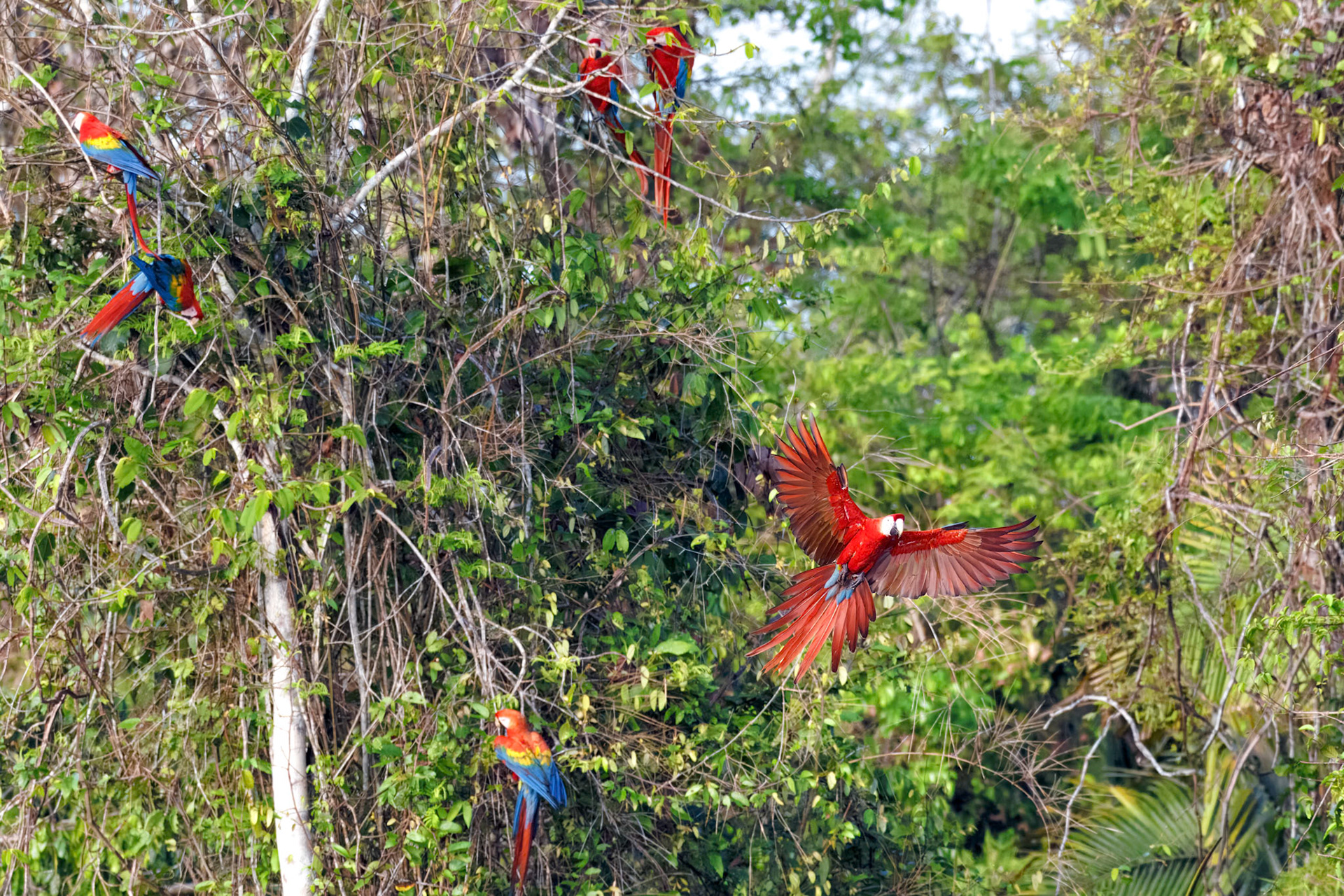 Macaws