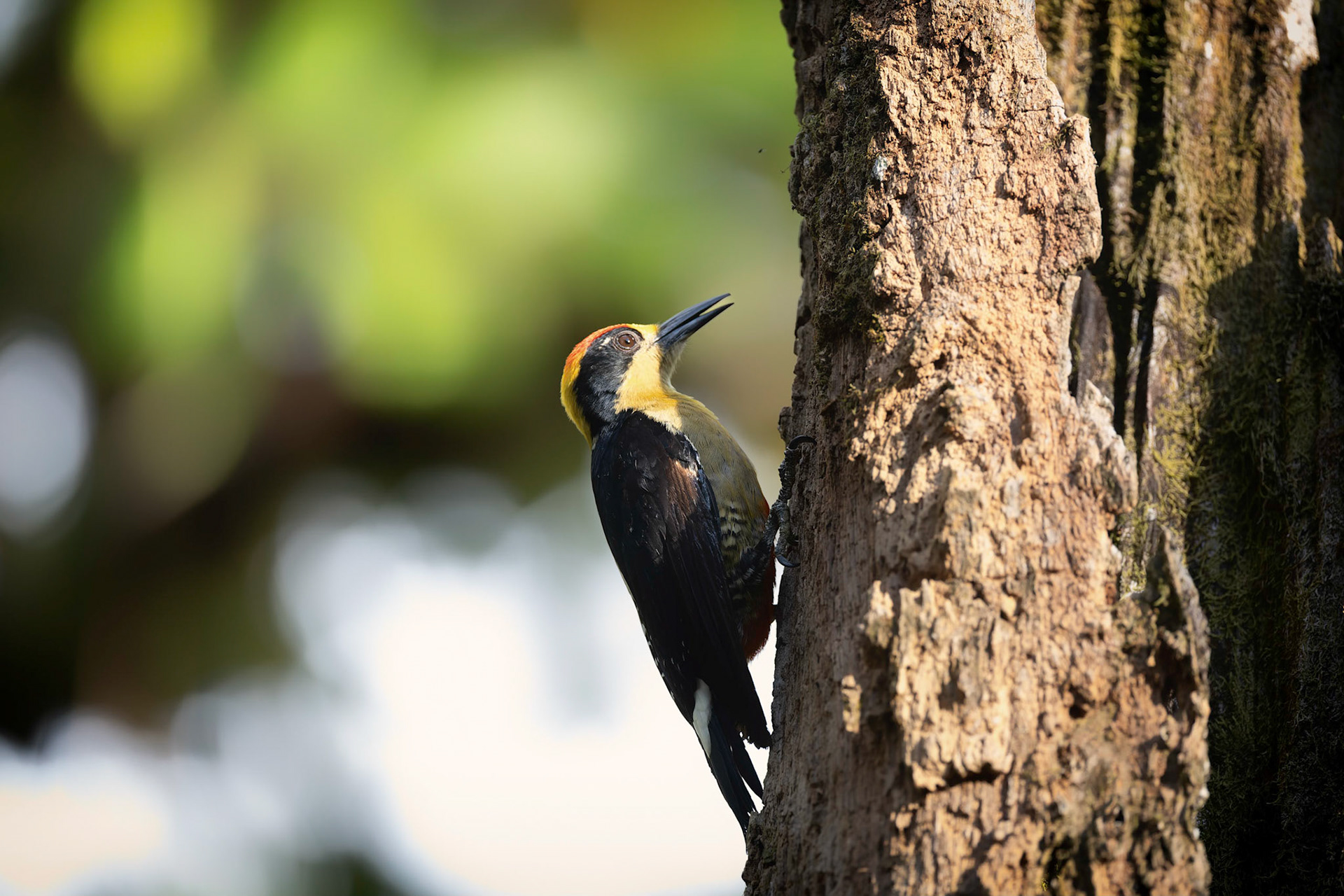 Black-cheeked Woodpecker