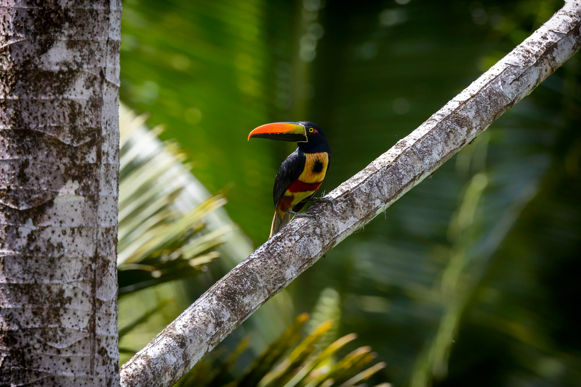 Collared Aracari