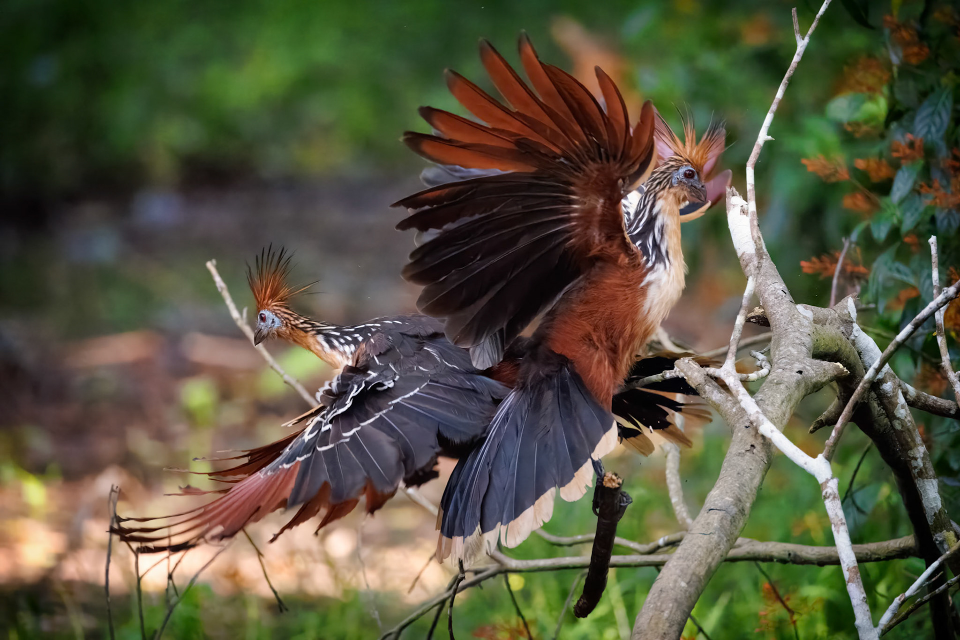 Hoatzin