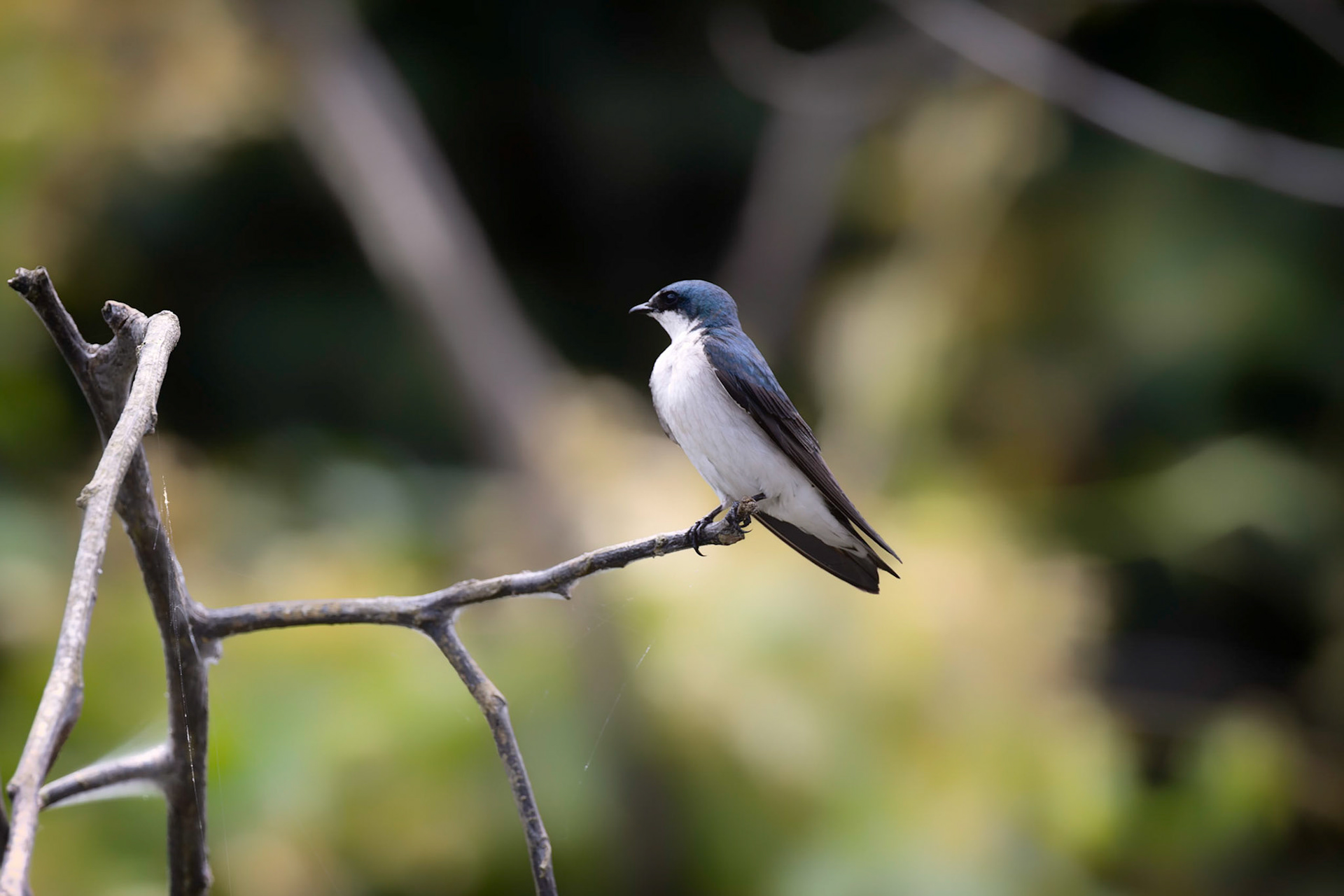 Blue-and-white Swallow