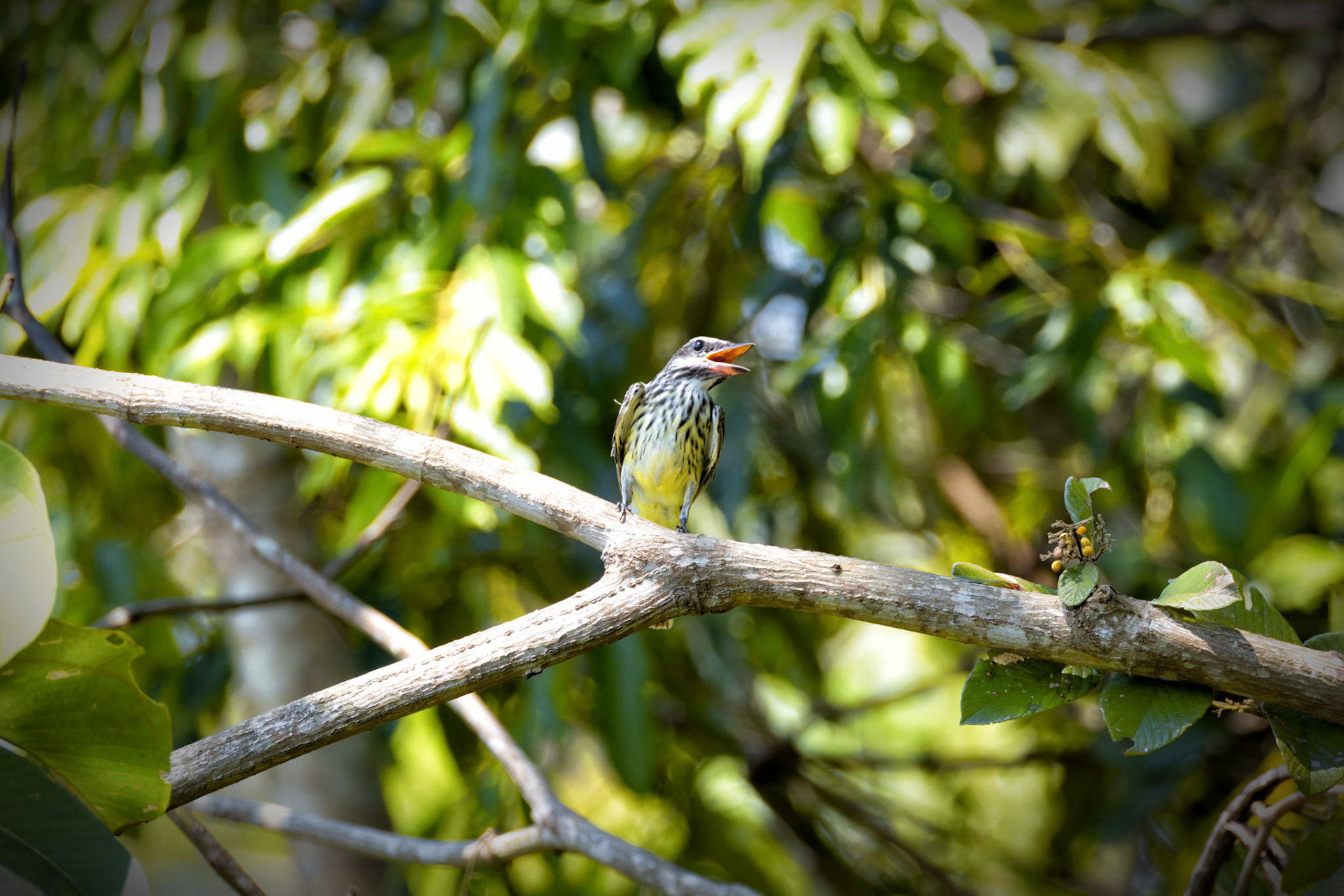 Sulphur-bellied Flycatcher