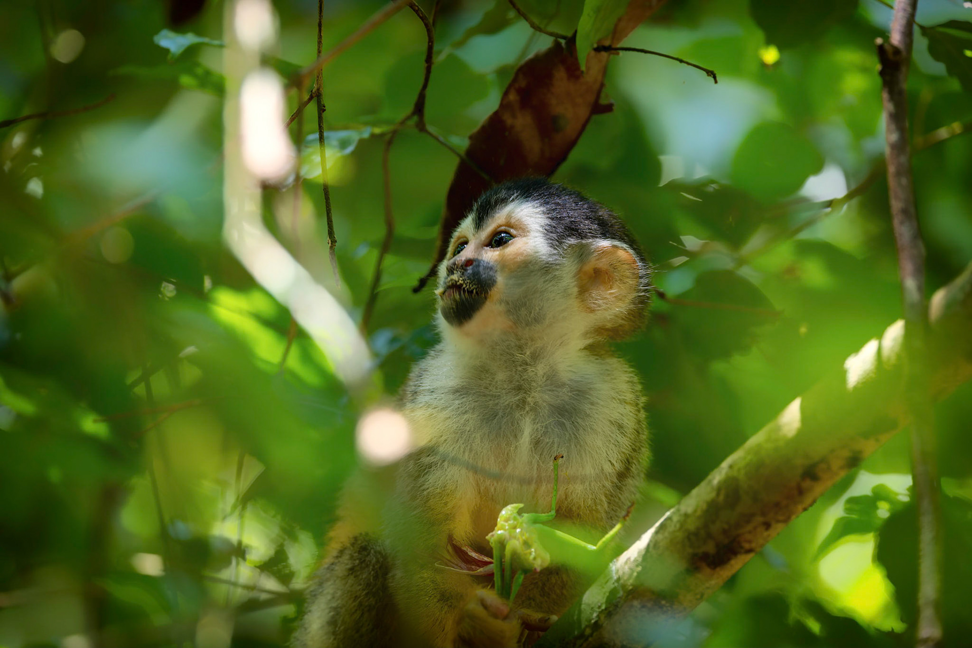 Squirrel Monkey