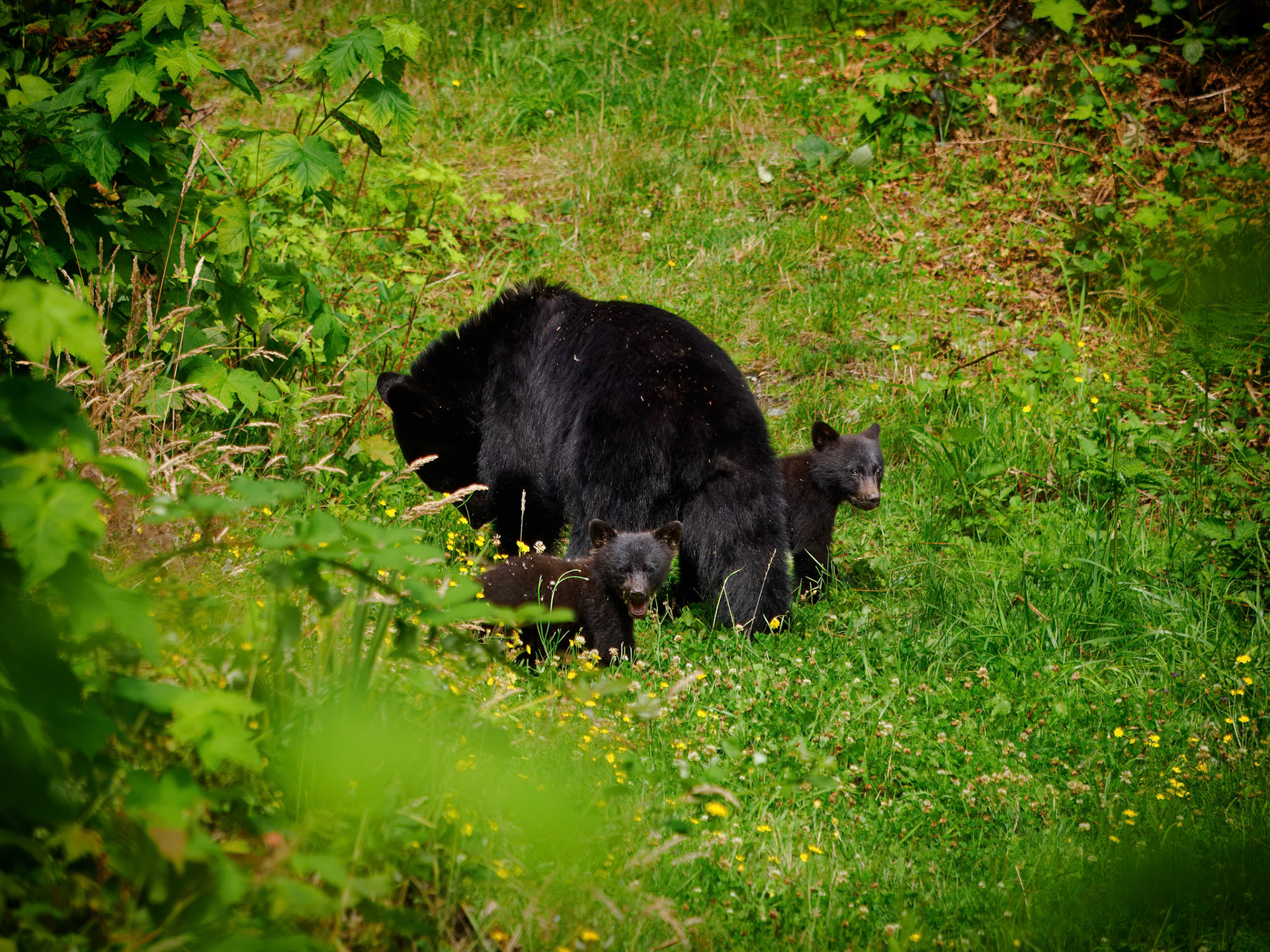 Black bear and cubs