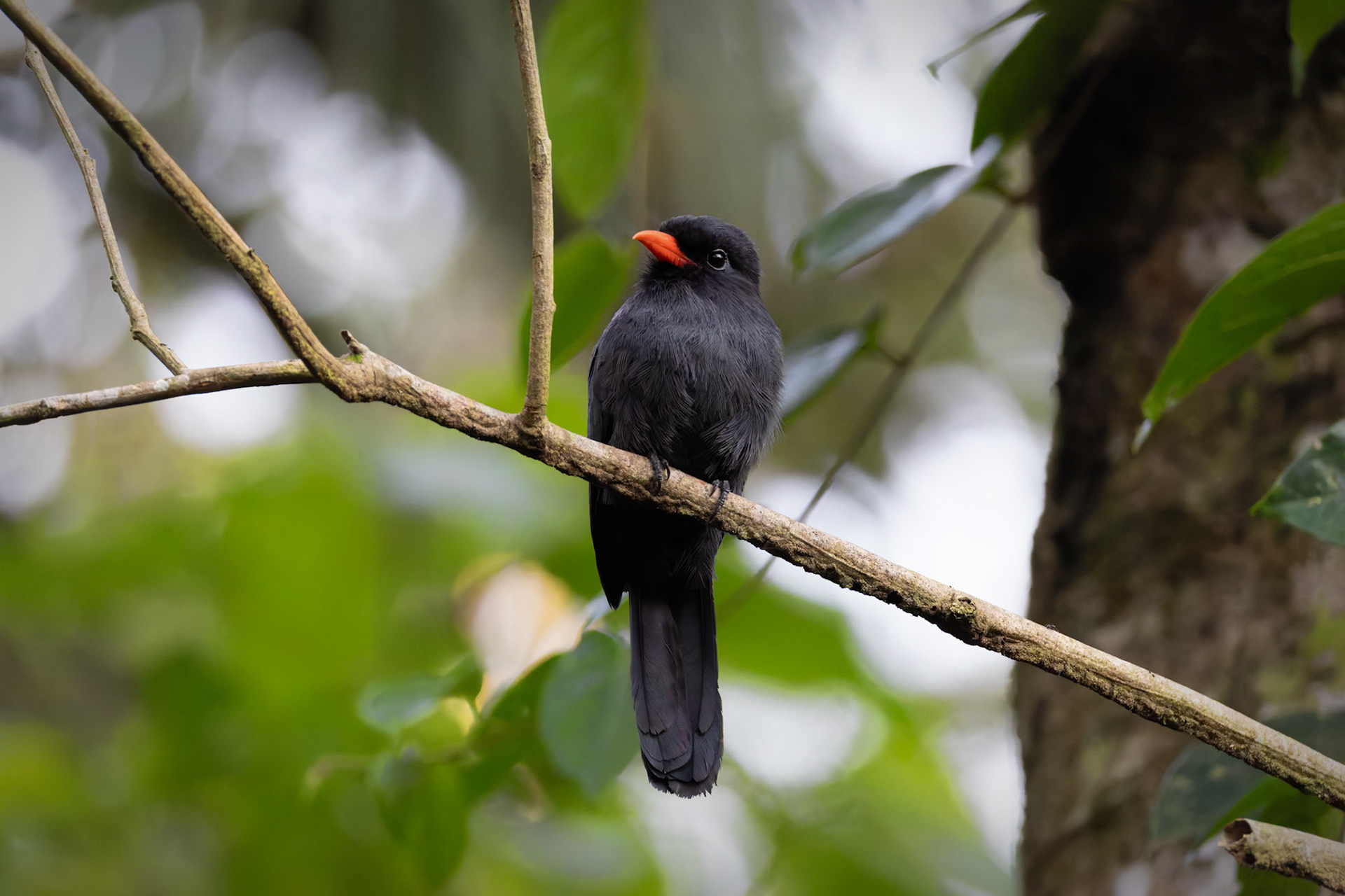 Black-fronted Nunbird