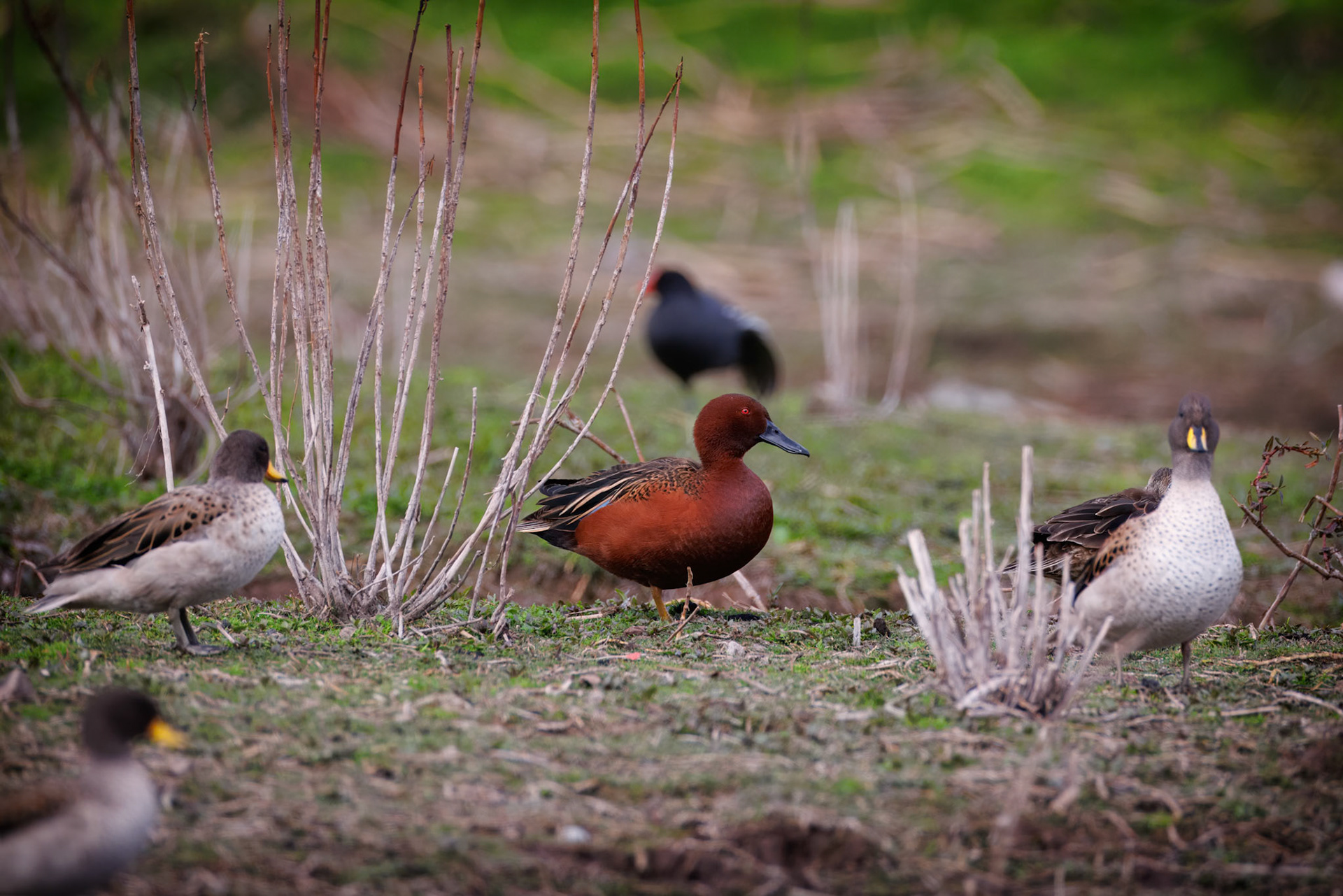 Cinnamon Teal