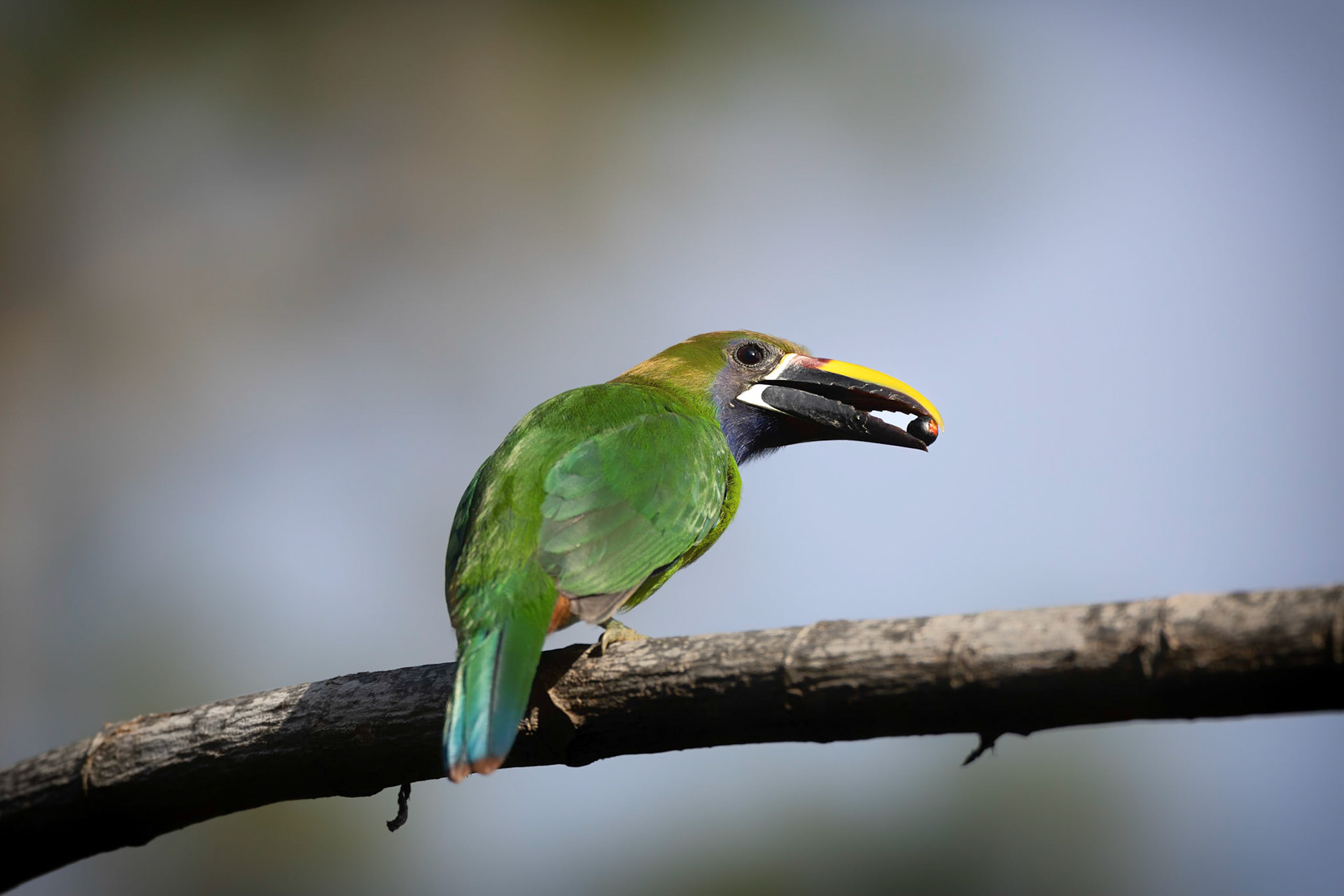 Northern Emerald Toucanet