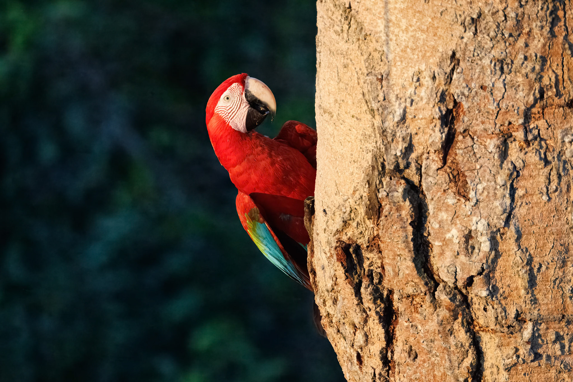 Scarlet Macaw
