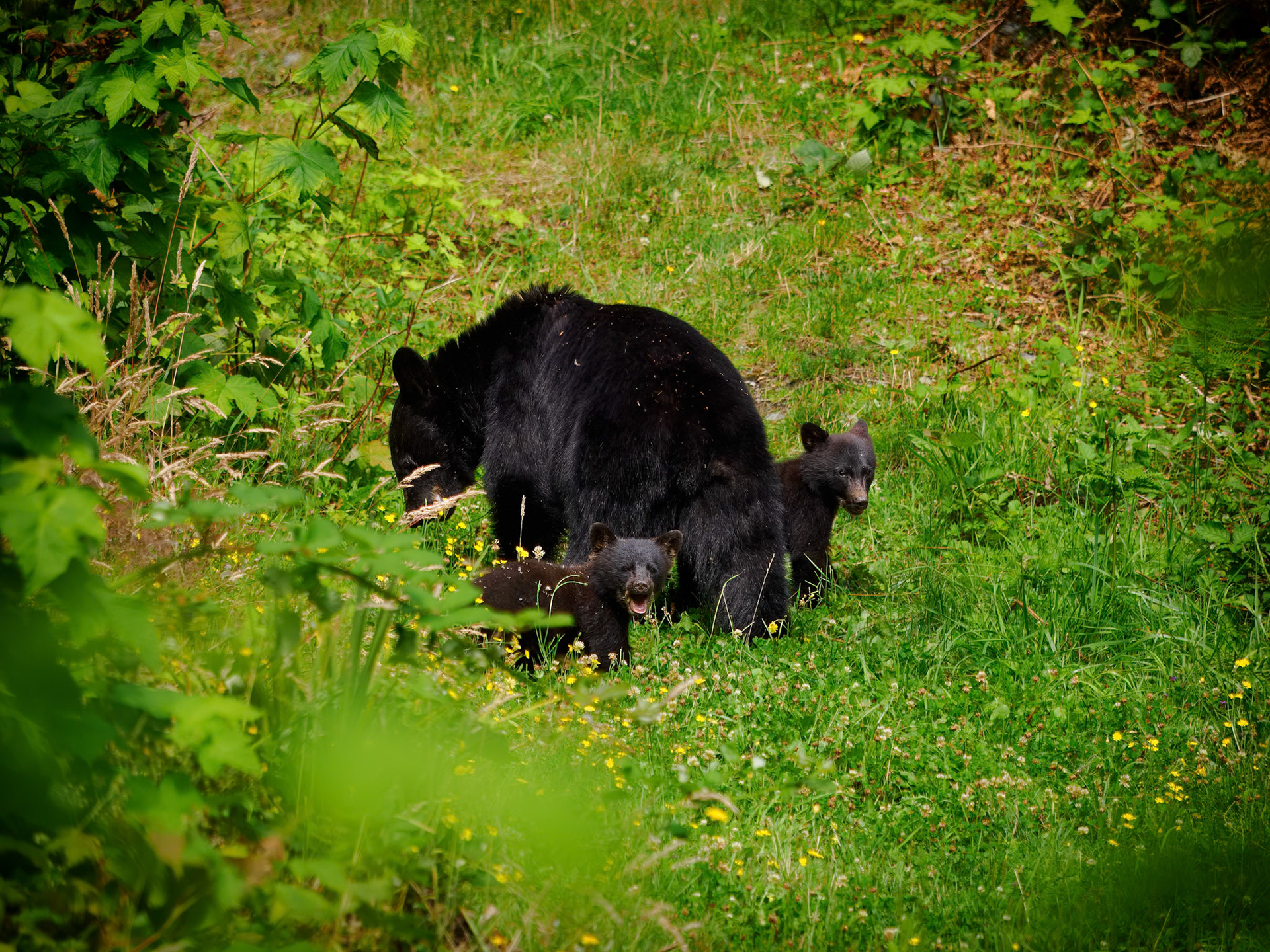 Black bear and cubs