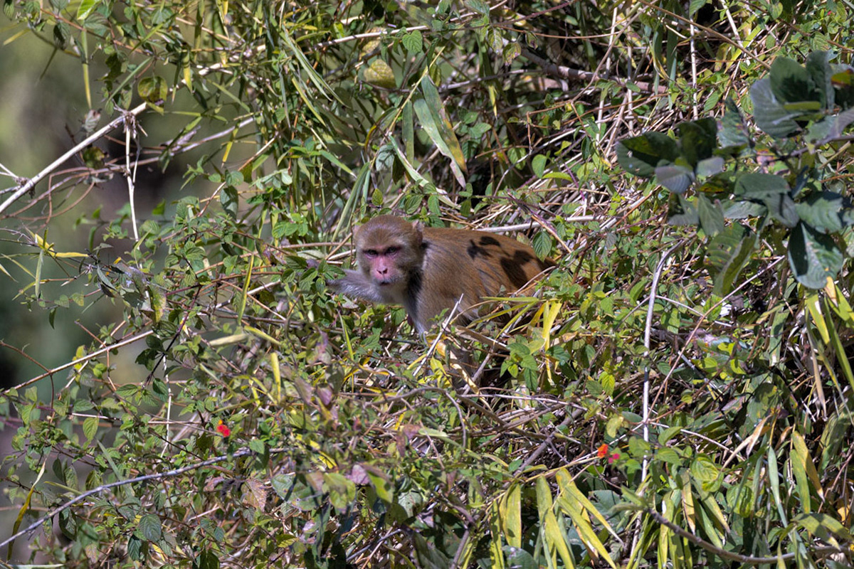 Rhesus Macaque