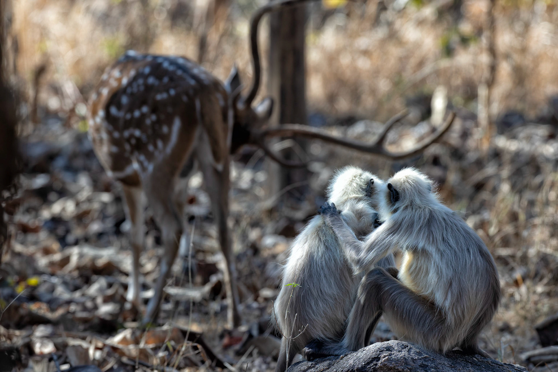 Northern plains langur