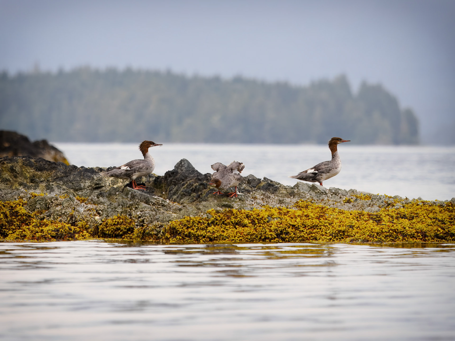 Mergansers