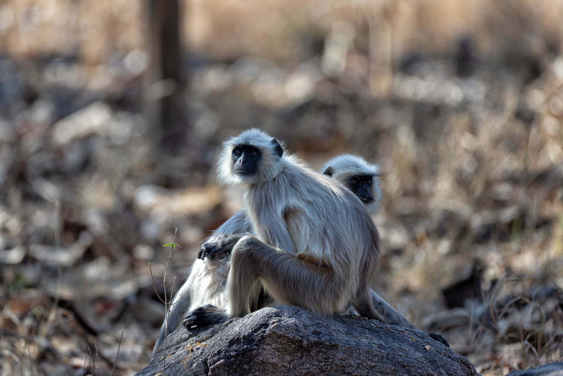 Northern plains langur