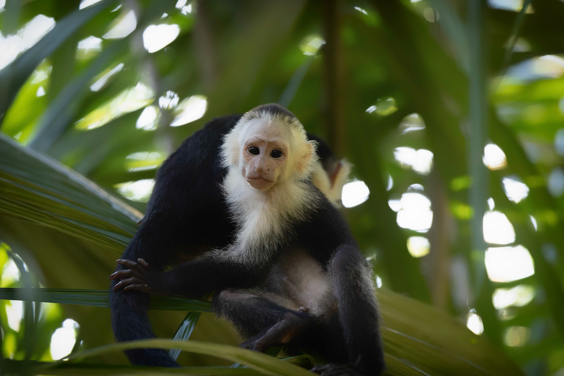 White-faced Capuchin