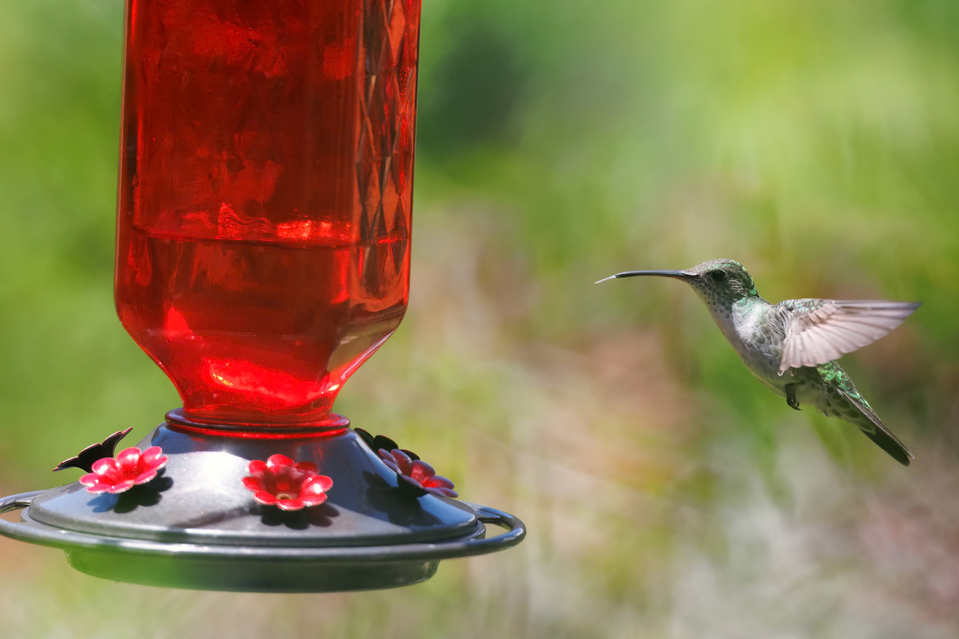 Green-and-white Hummingbird