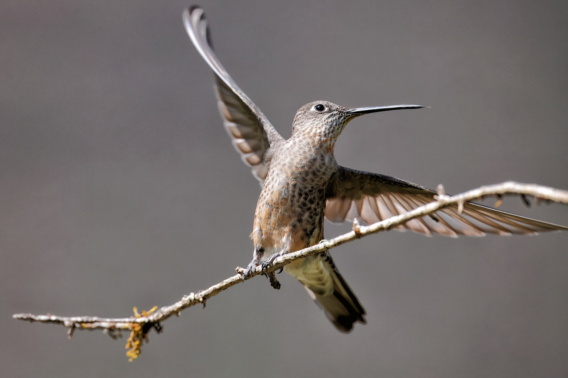 Giant Hummingbird