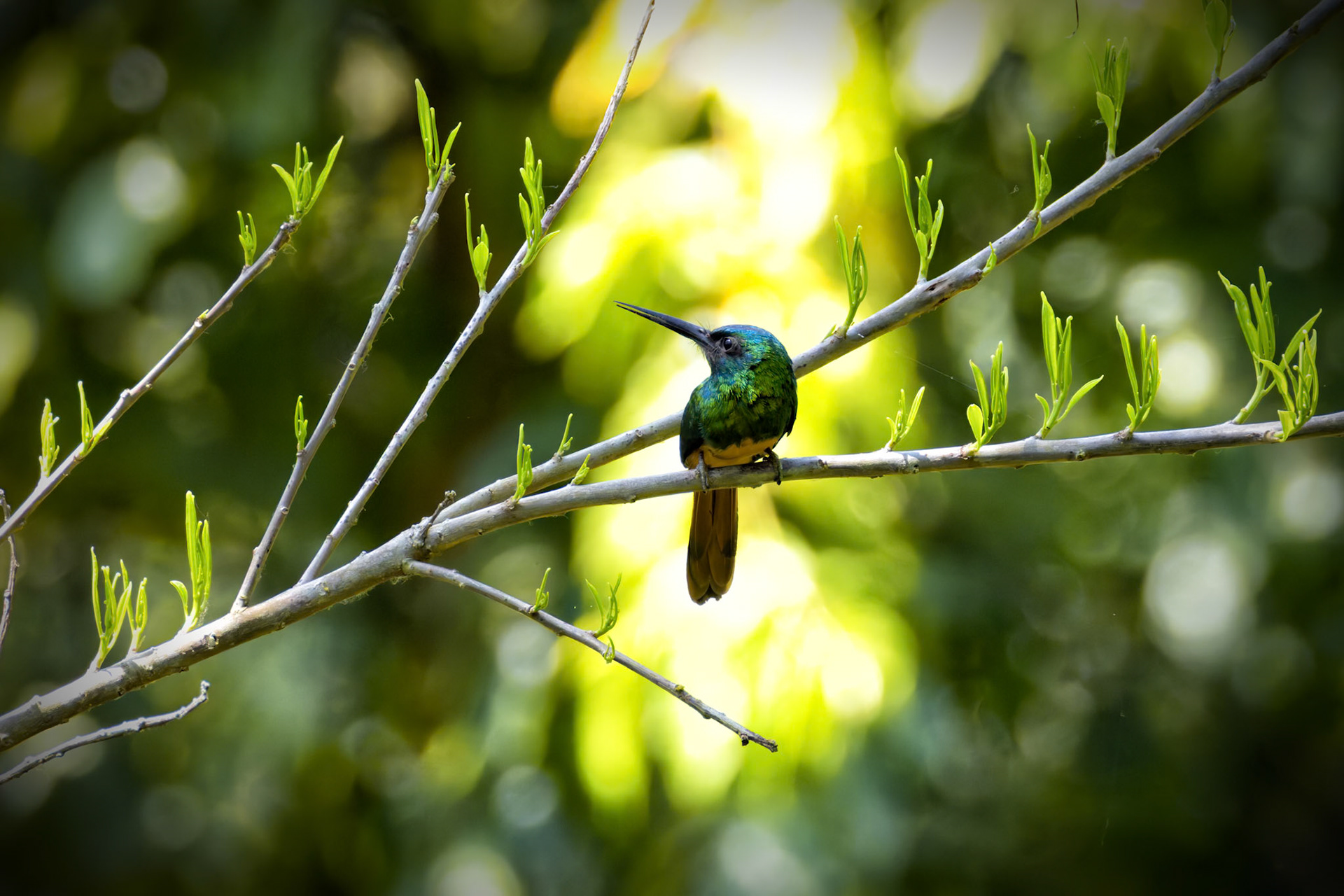 Bluish-fronted Jacamar