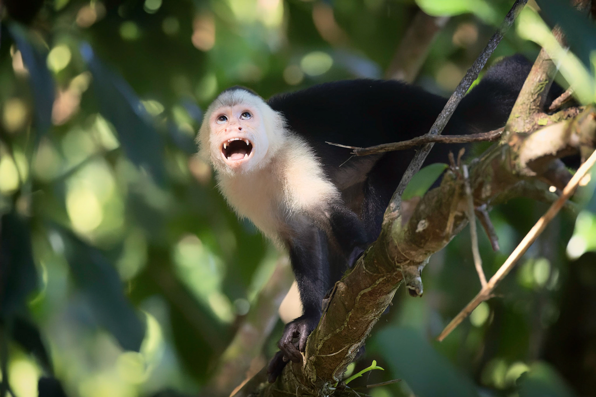 White-faced Capuchin