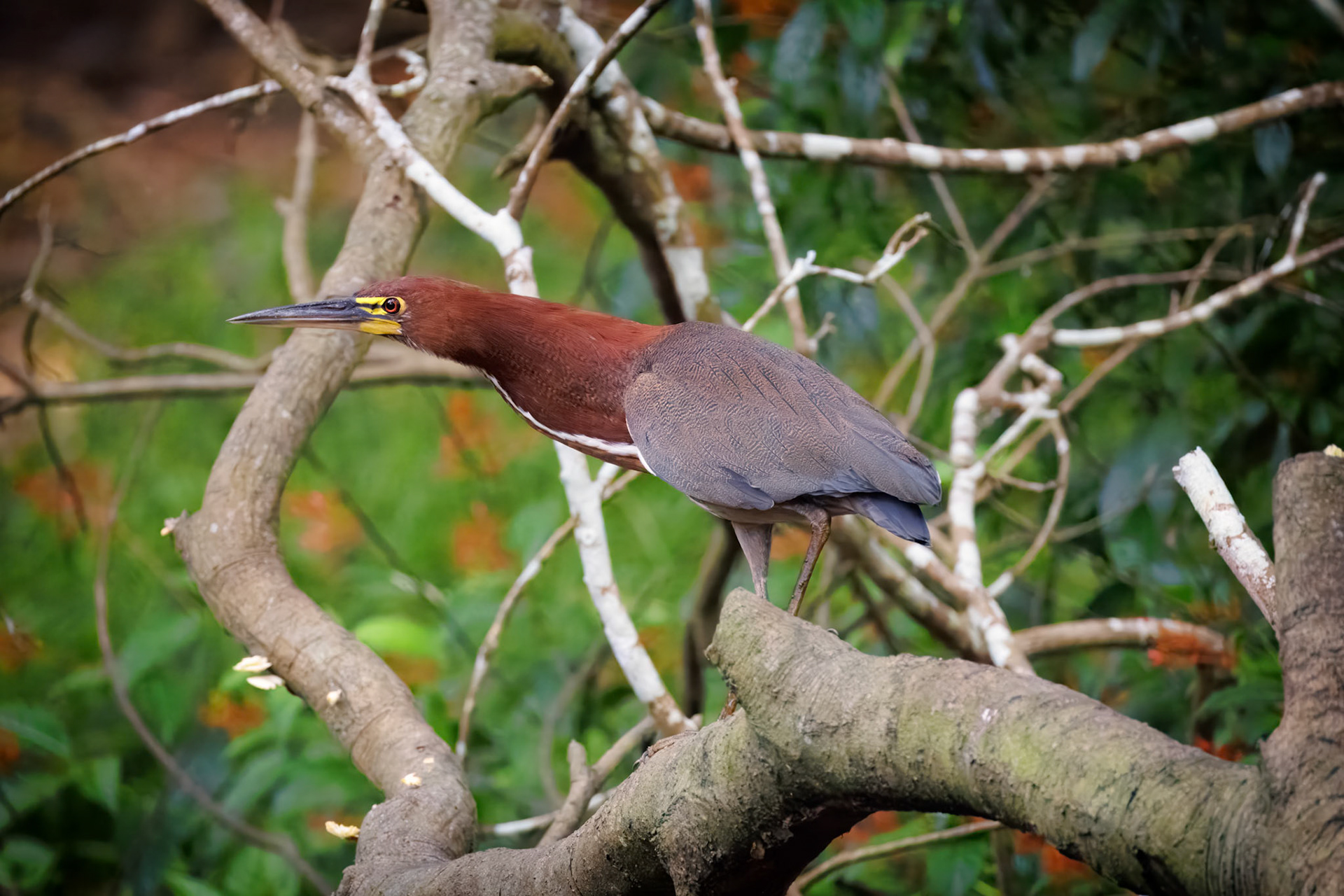 Rufescent Tiger-Heron