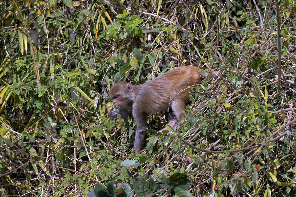 Rhesus Macaque