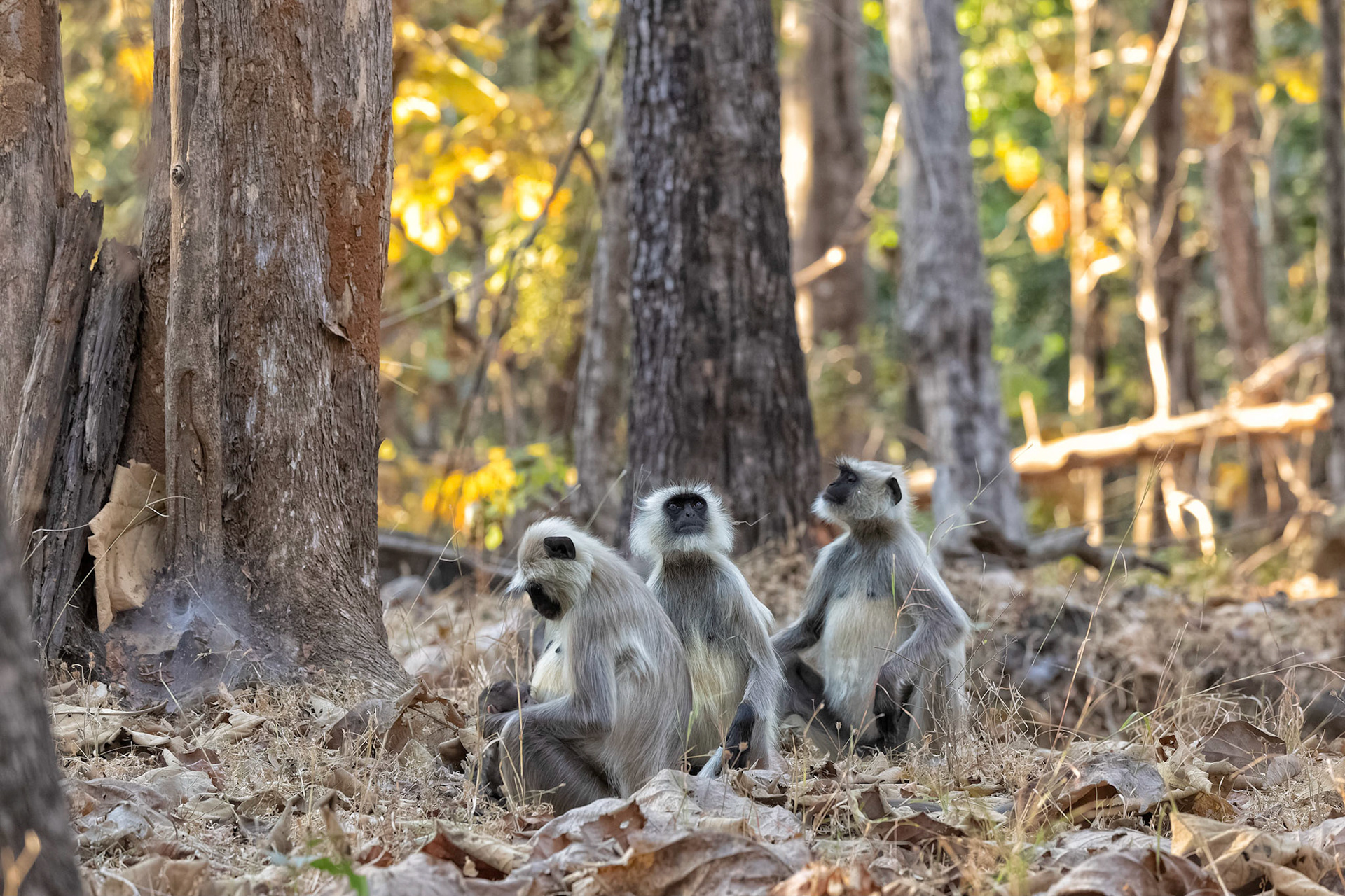 Northern plains langur