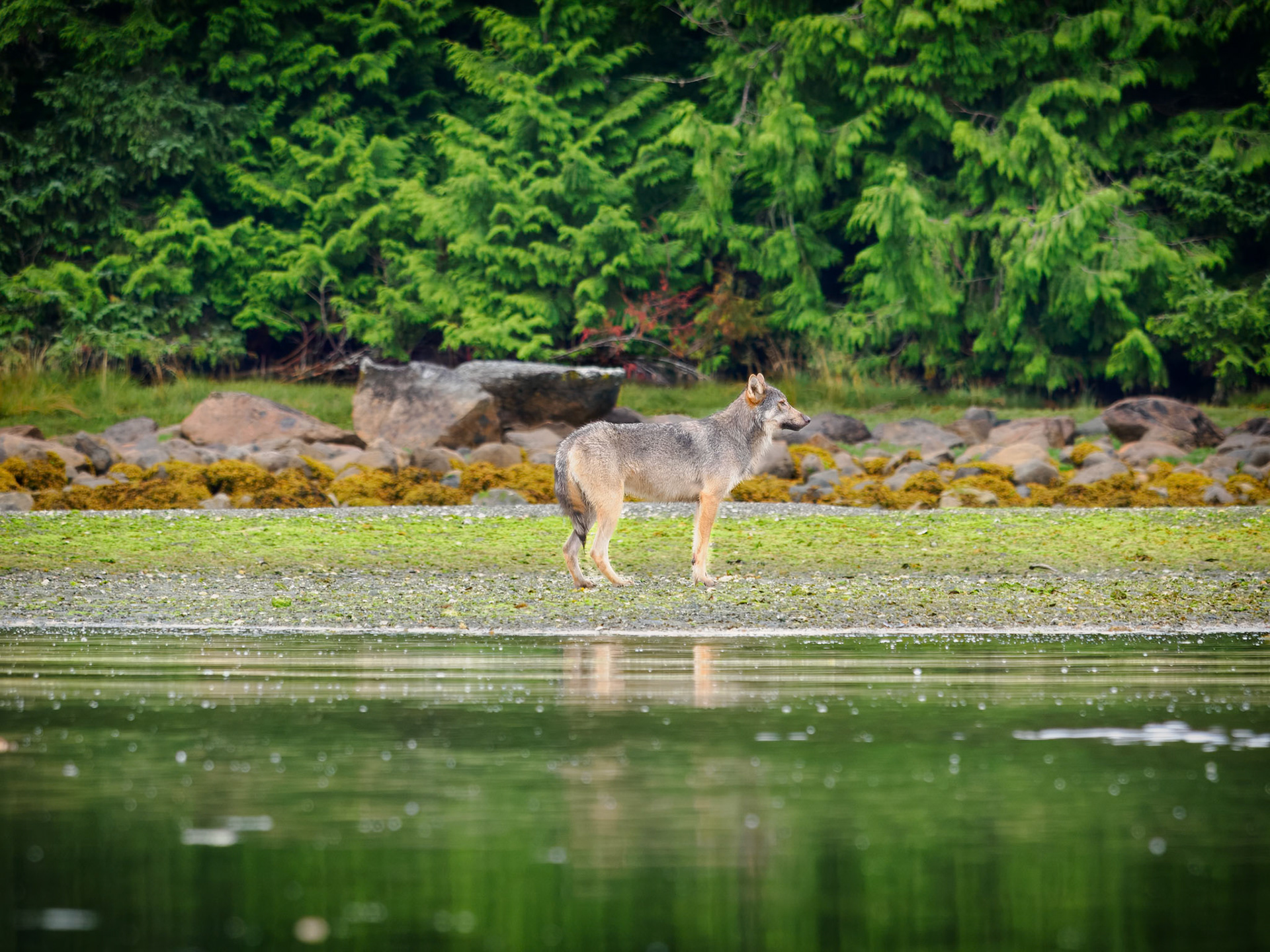 Coastal sea wolf