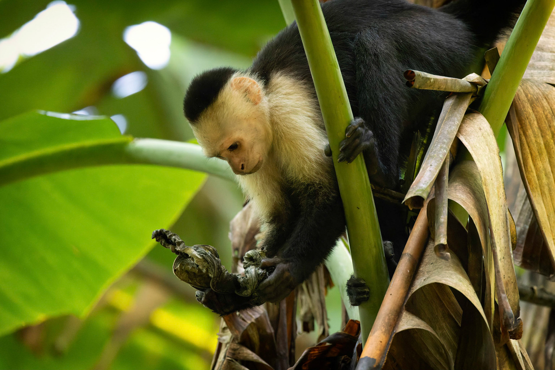 White-faced Capuchin