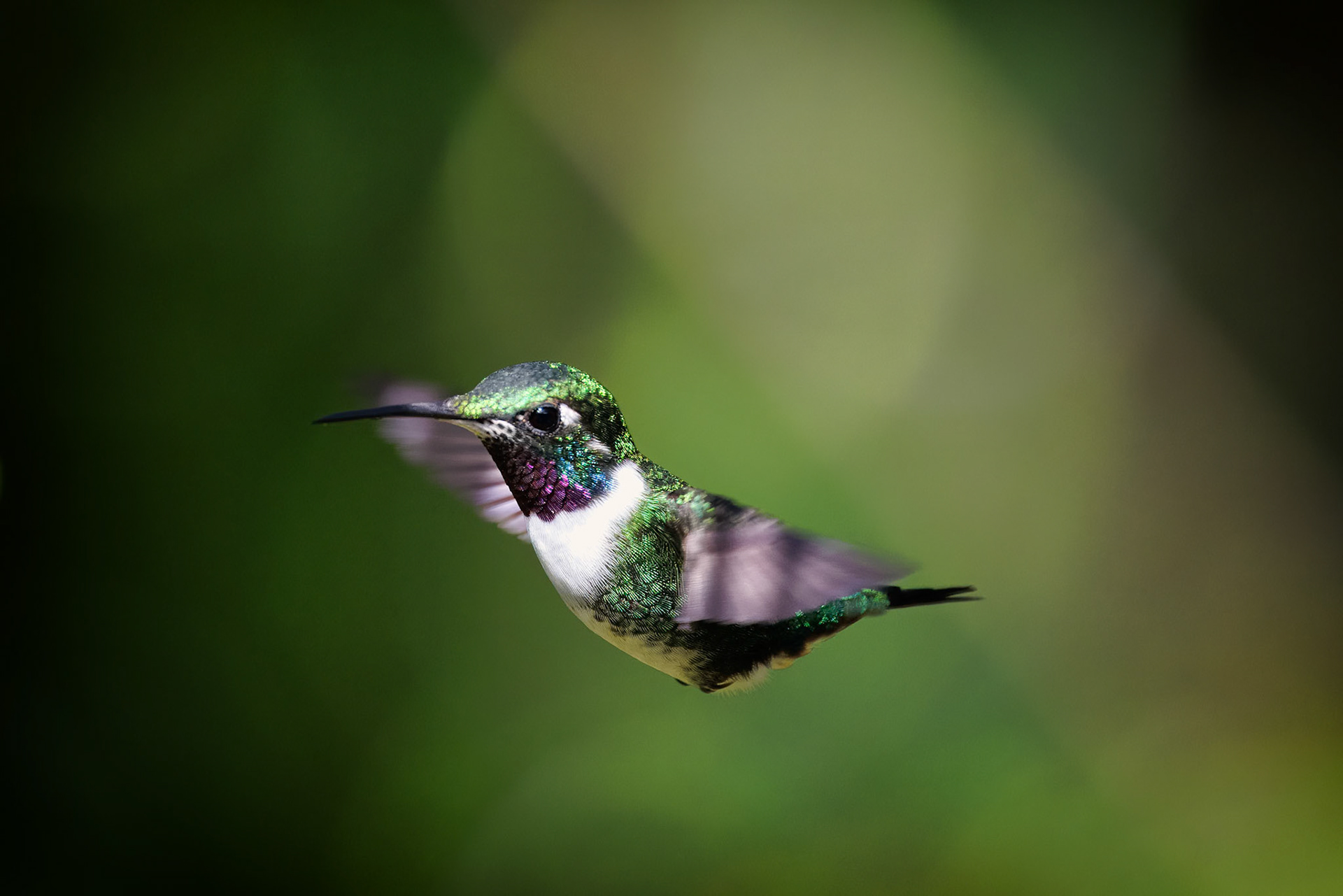 White-bellied Woodstar