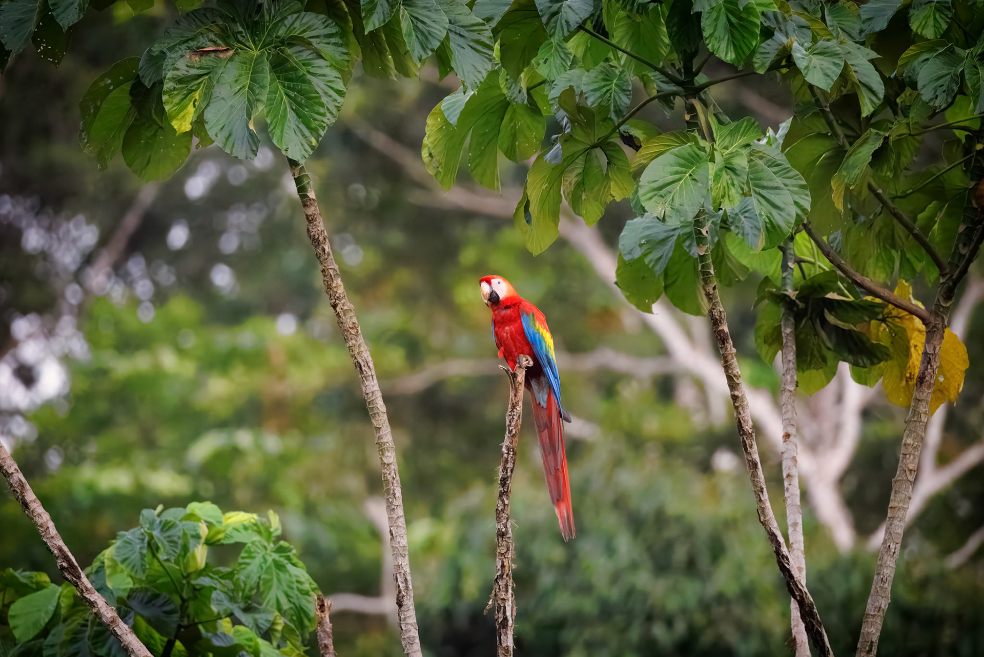 Scarlet Macaw