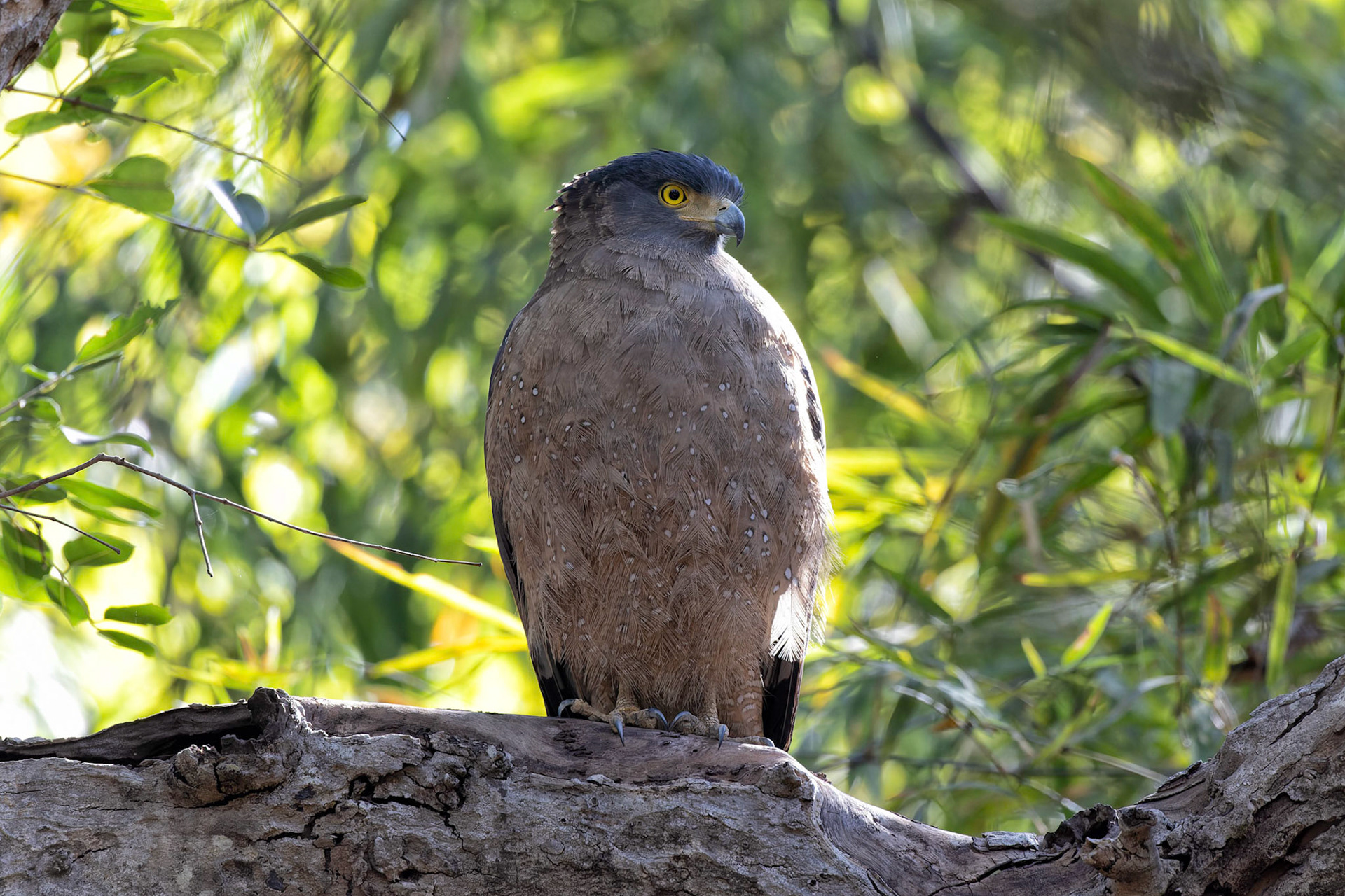 Crested Serpent eagle