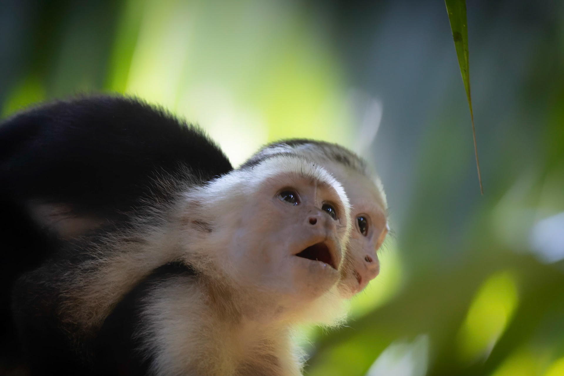 White-faced Capuchin
