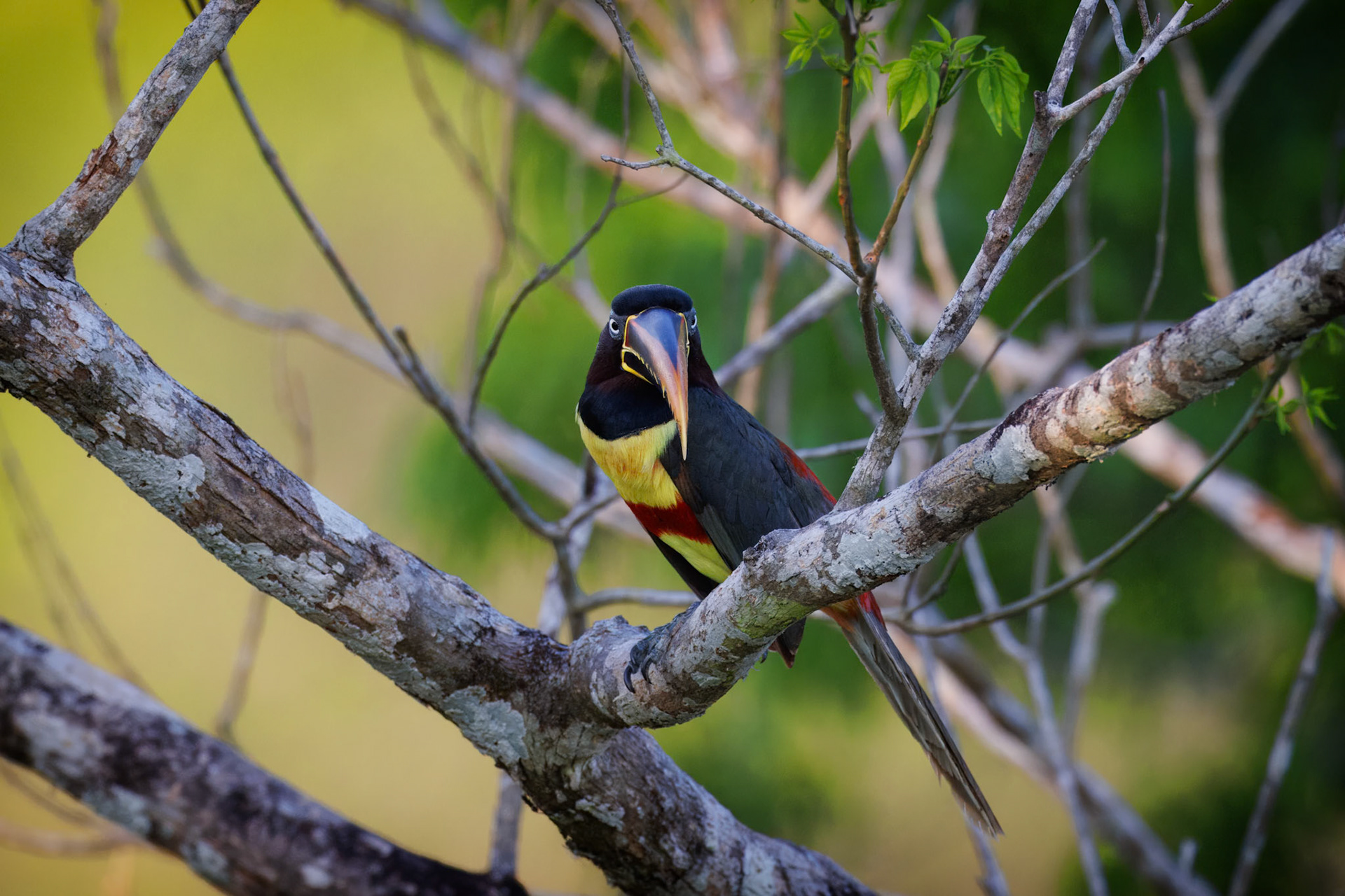 Chesnut-eared Aracari
