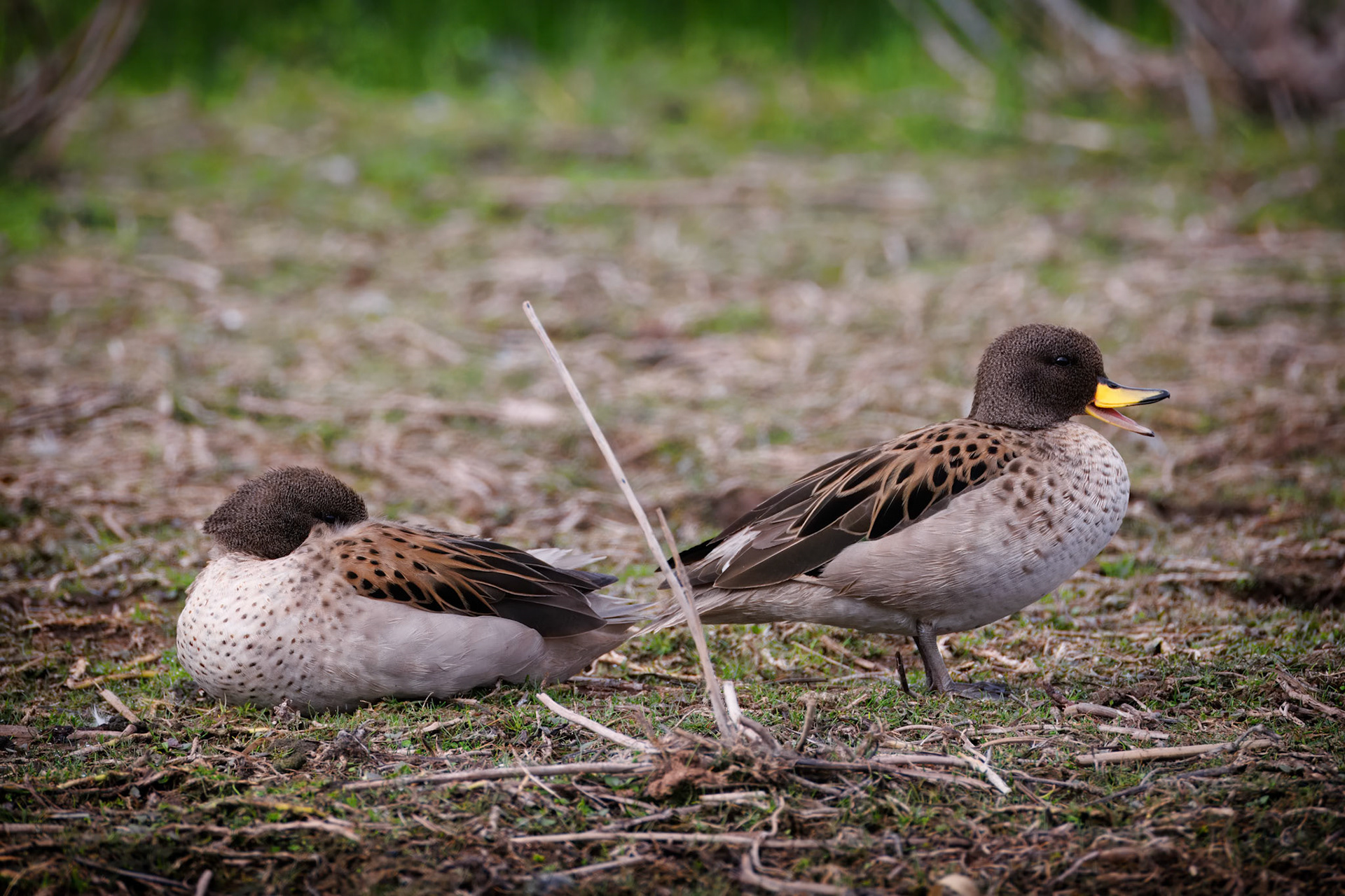 Yellow-billed Teal