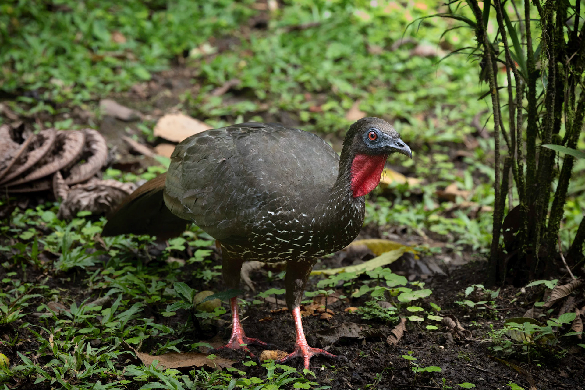 Crested Guan