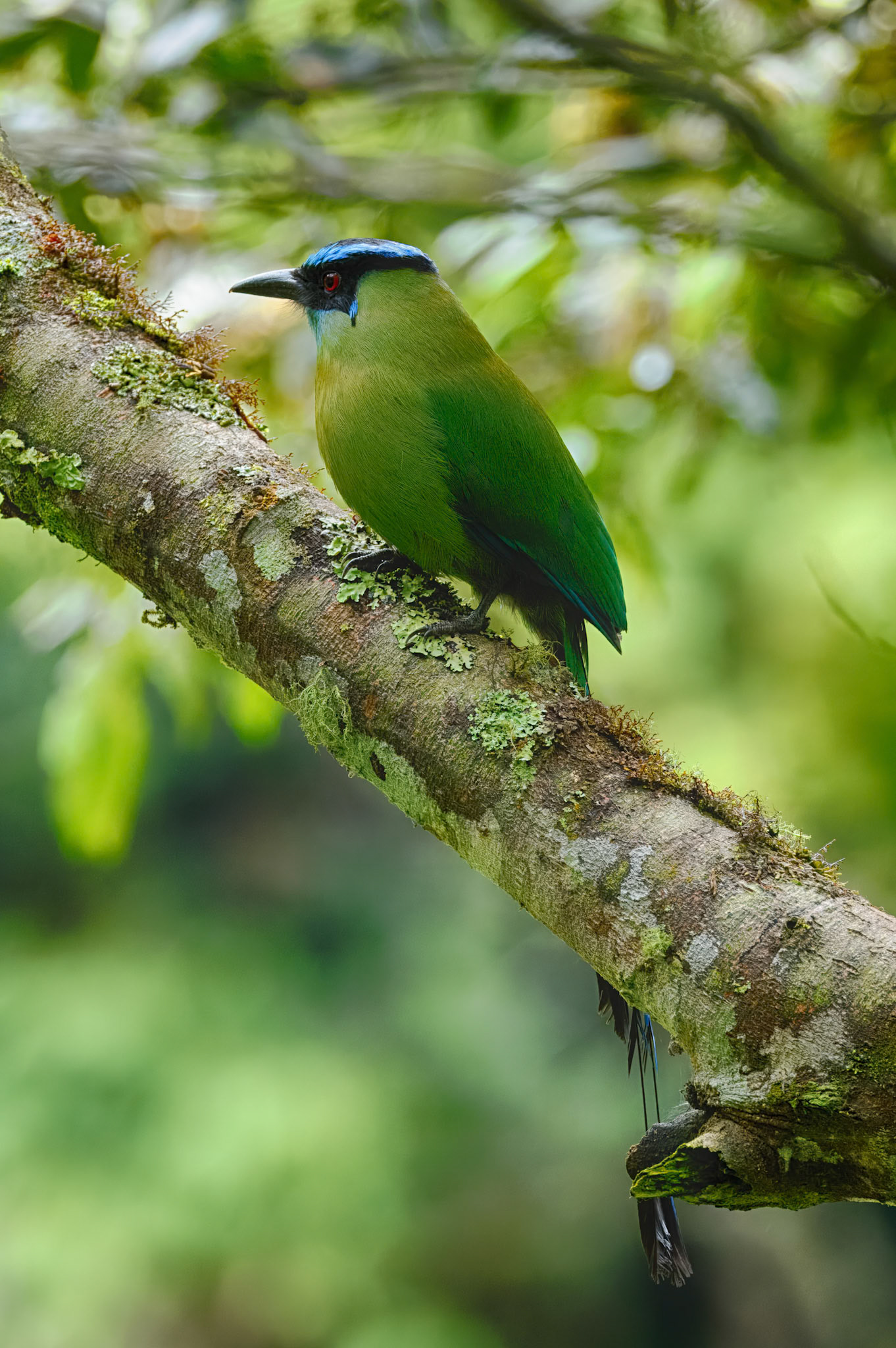 Andean Motmot