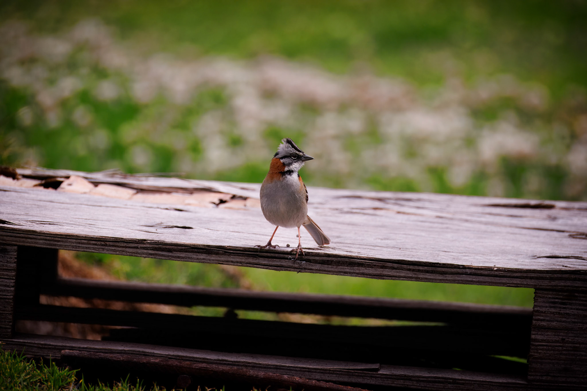 Rufous-collared Sparrow