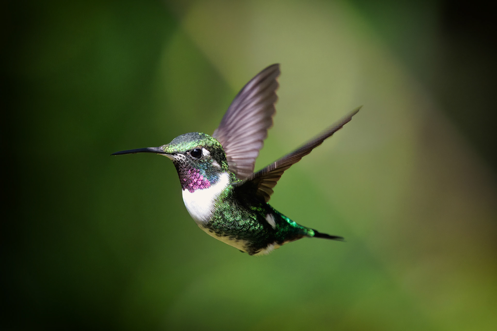 White-bellied Woodstar