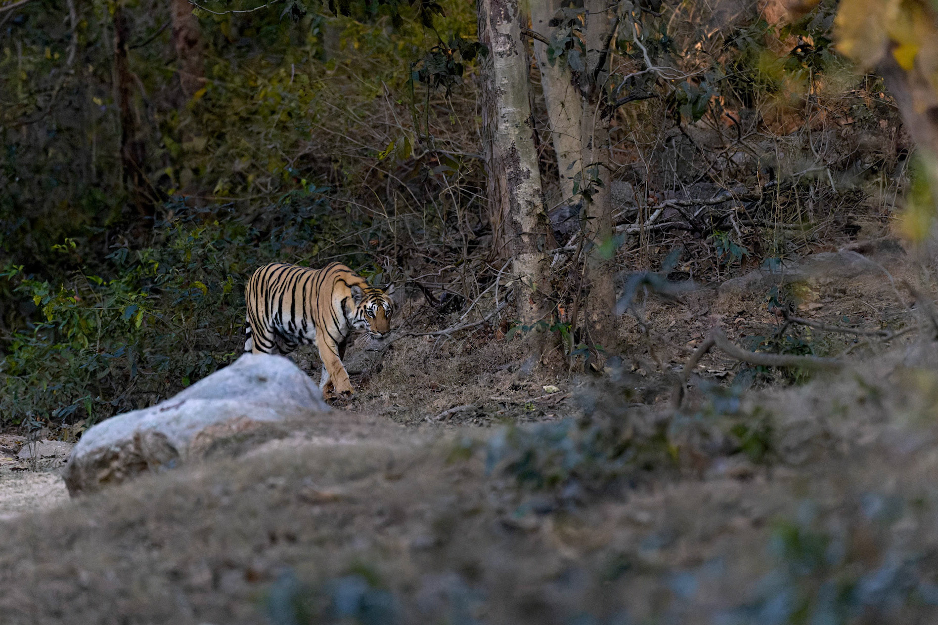 Lakshmi @ Pench